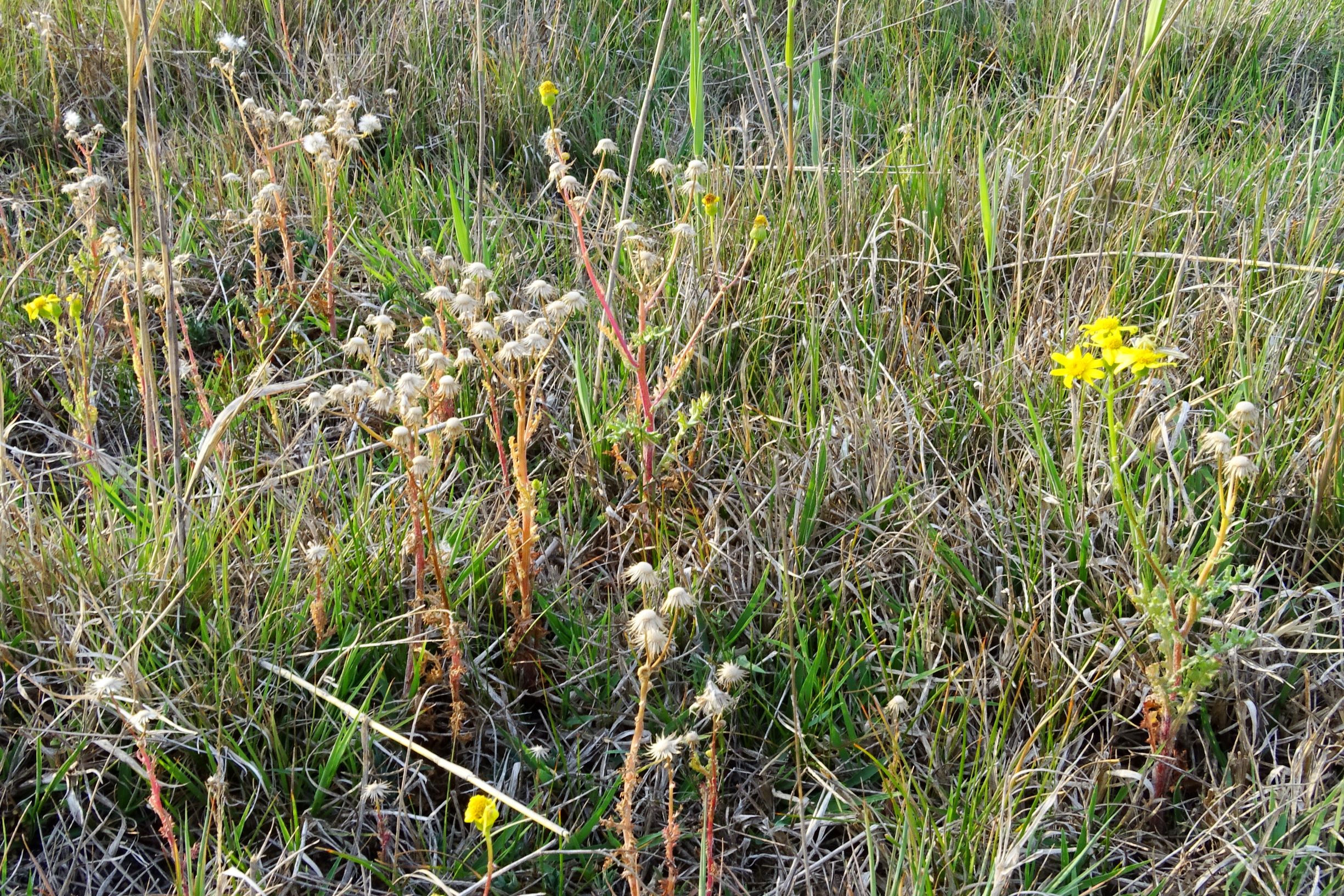 DSC06686 seewinkel lange lacke senecio vernalis.JPG