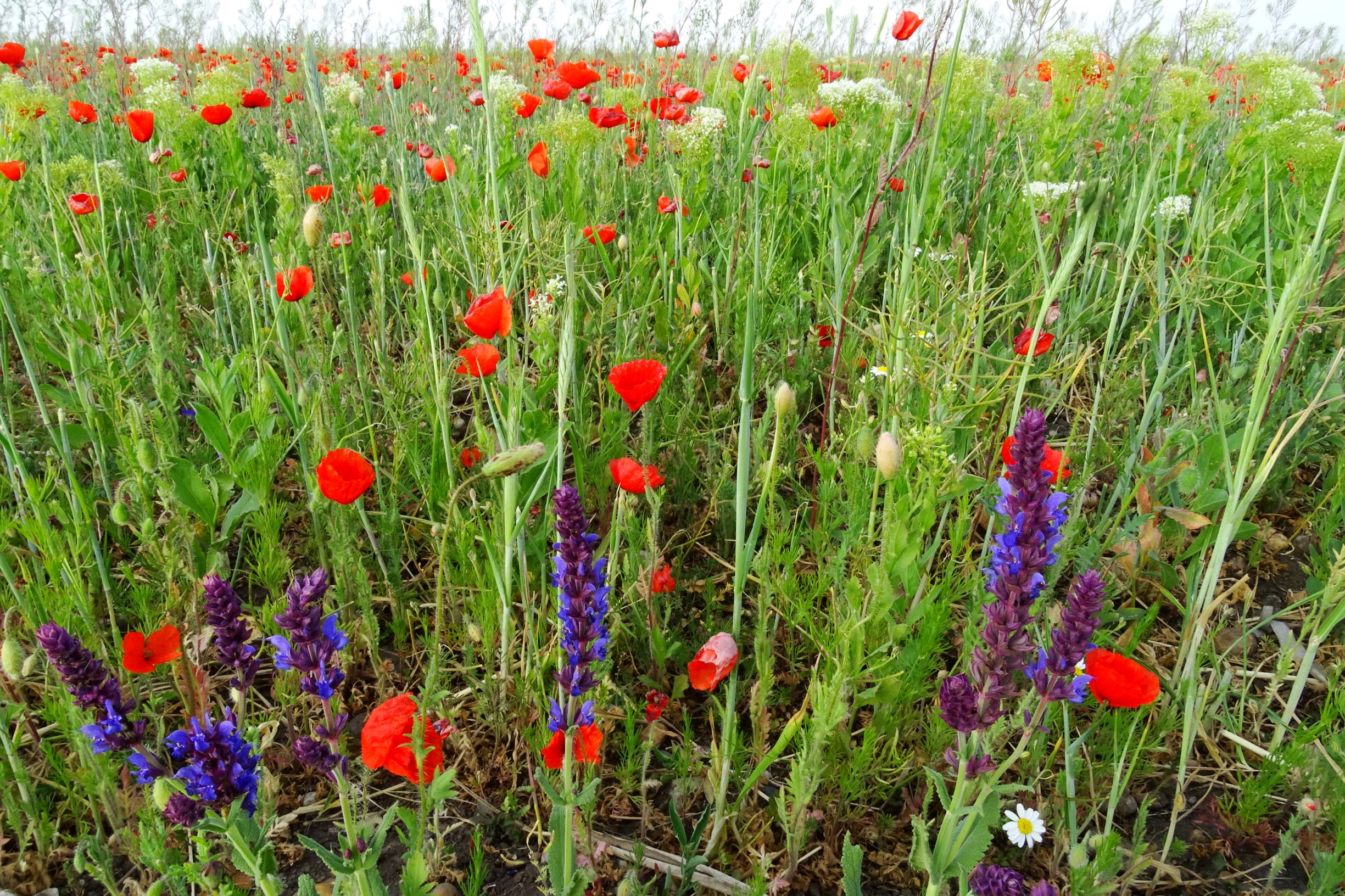 DSC06696 seewinkel n lange lacke salvia nemorosa, papaver rhoeas etc..JPG