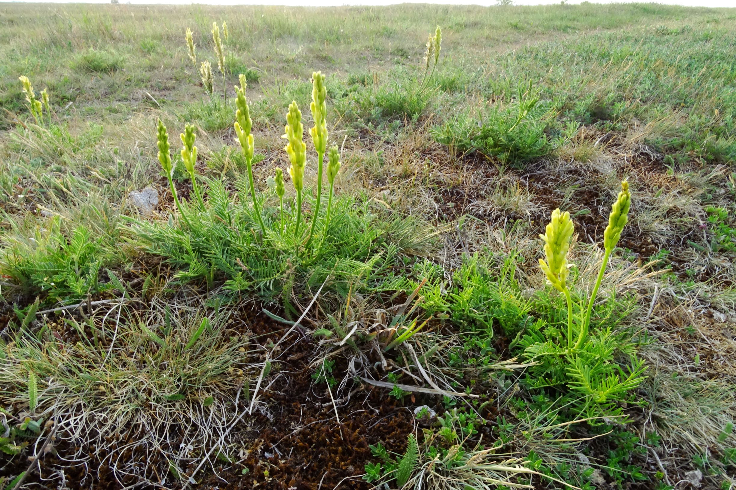 DSC06697 seewinkel n lange lacke astragalus asper.JPG