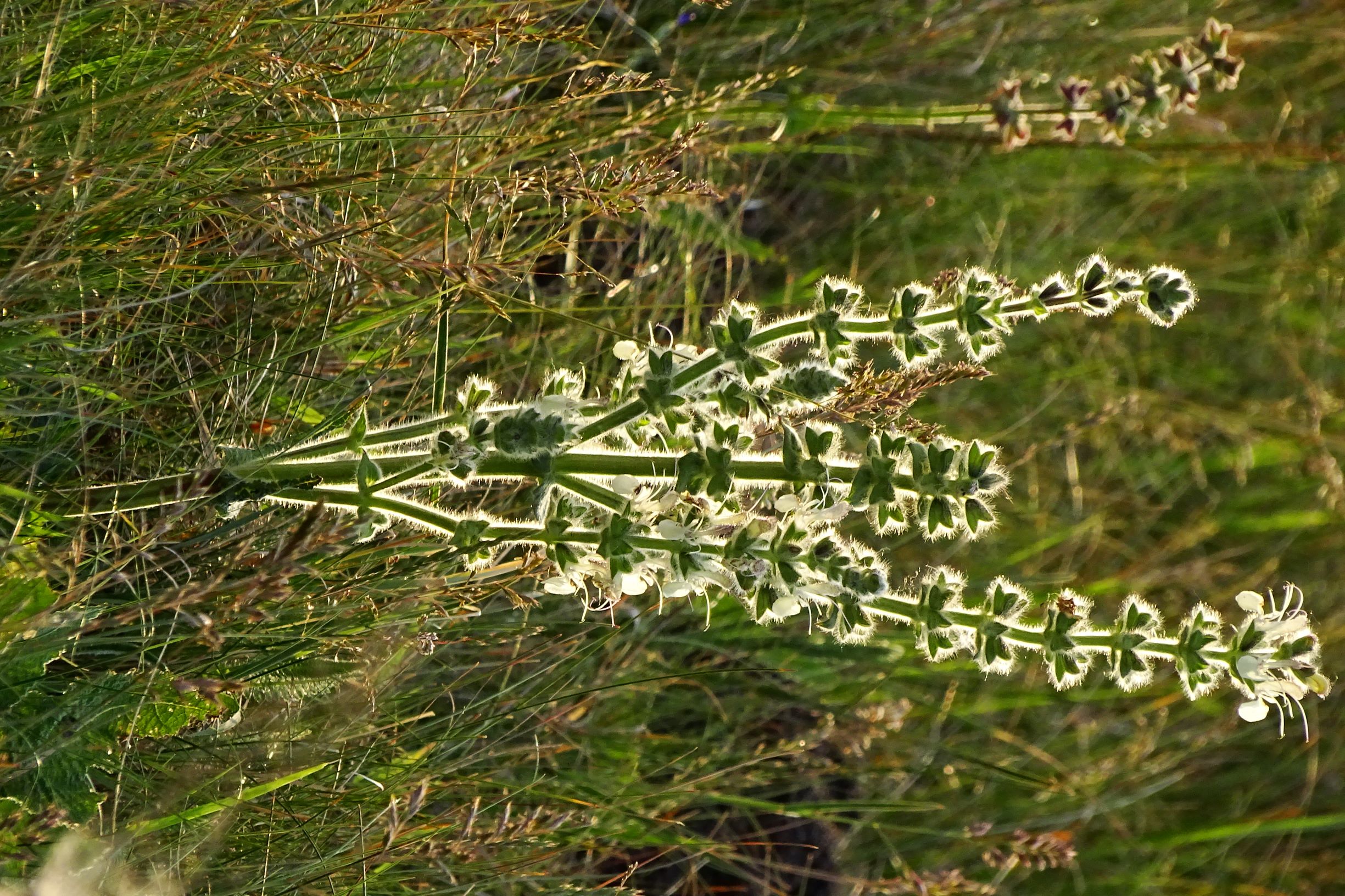 DSC06710 seewinkel n lange lacke salvia austriaca.JPG