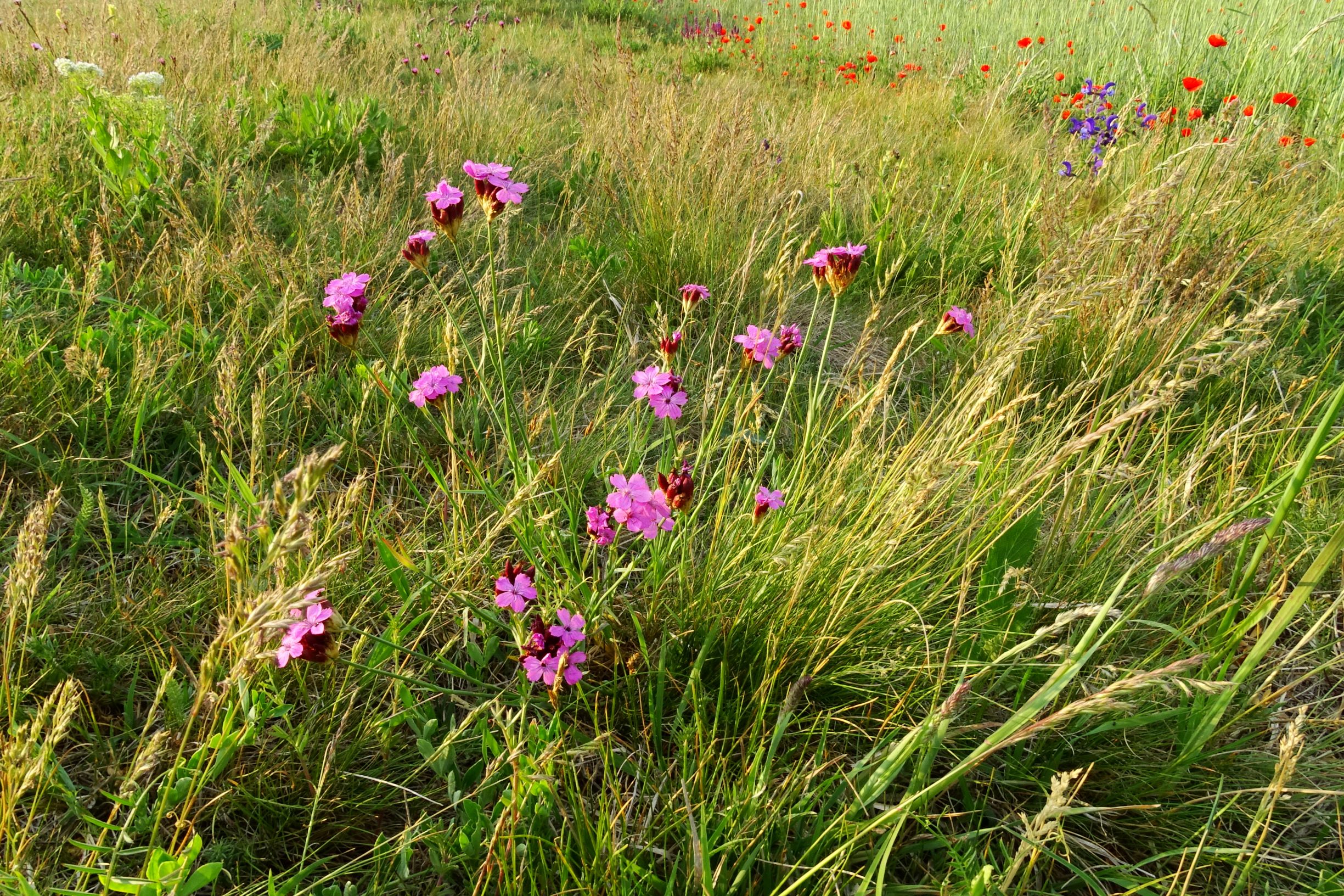 DSC06716 seewinkel n lange lacke dianthus pontederae, festuca cf. rupicola.JPG