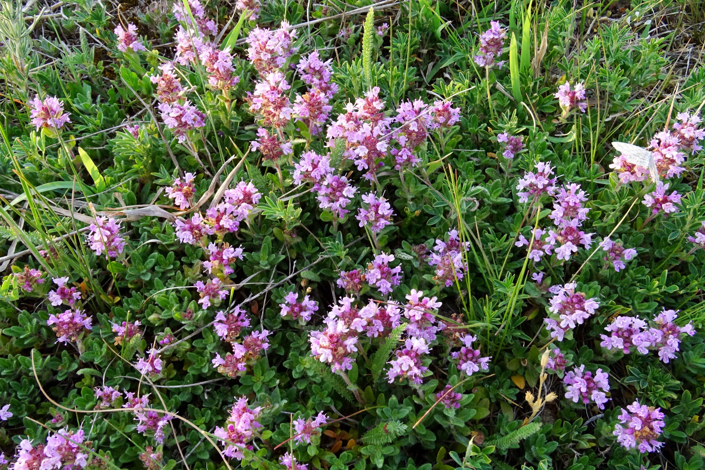 DSC06724 seewinkel nw lange lacke thymus praecox.JPG