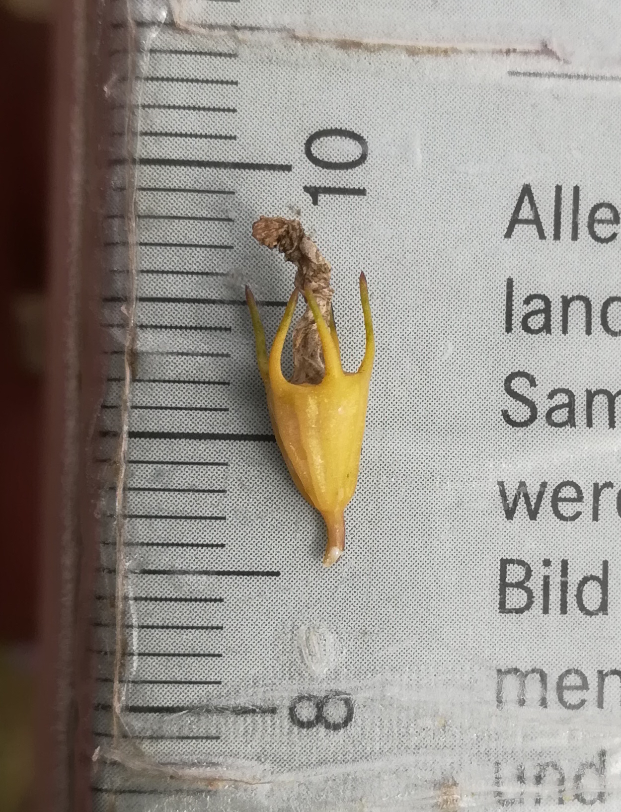 campanula moravica radlbrunn nahe jungberg_20170803_155941.jpg