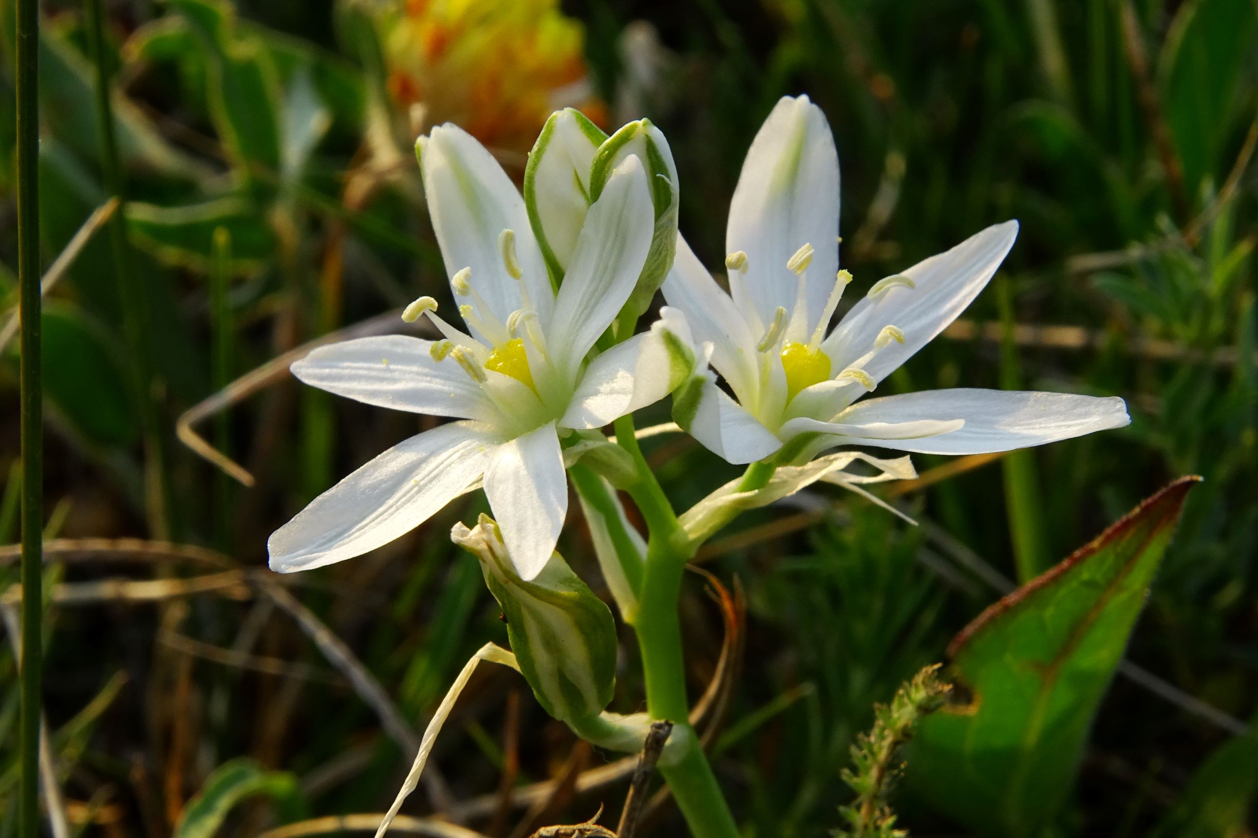 DSC06731 seewinkel n lange lacke ornithogalum pannonicum.JPG