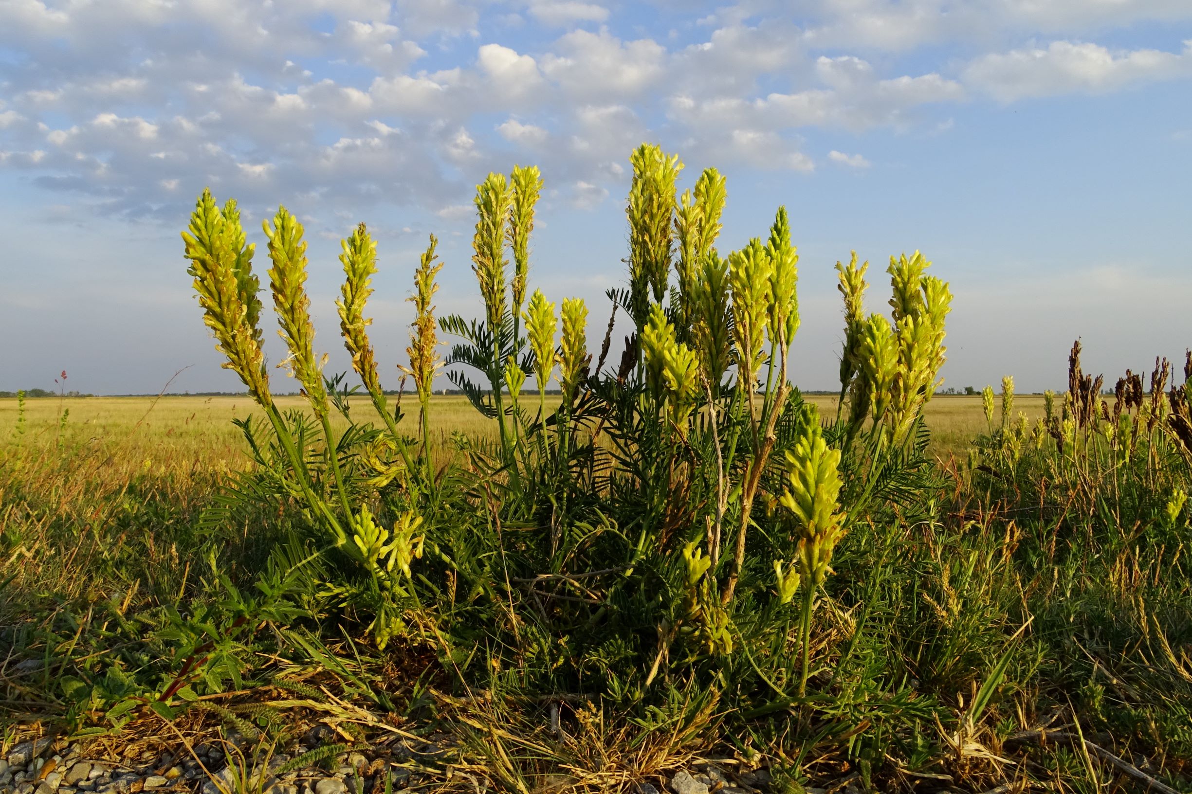 DSC06756 seewinkel nw lange lacke astragalus asper.JPG