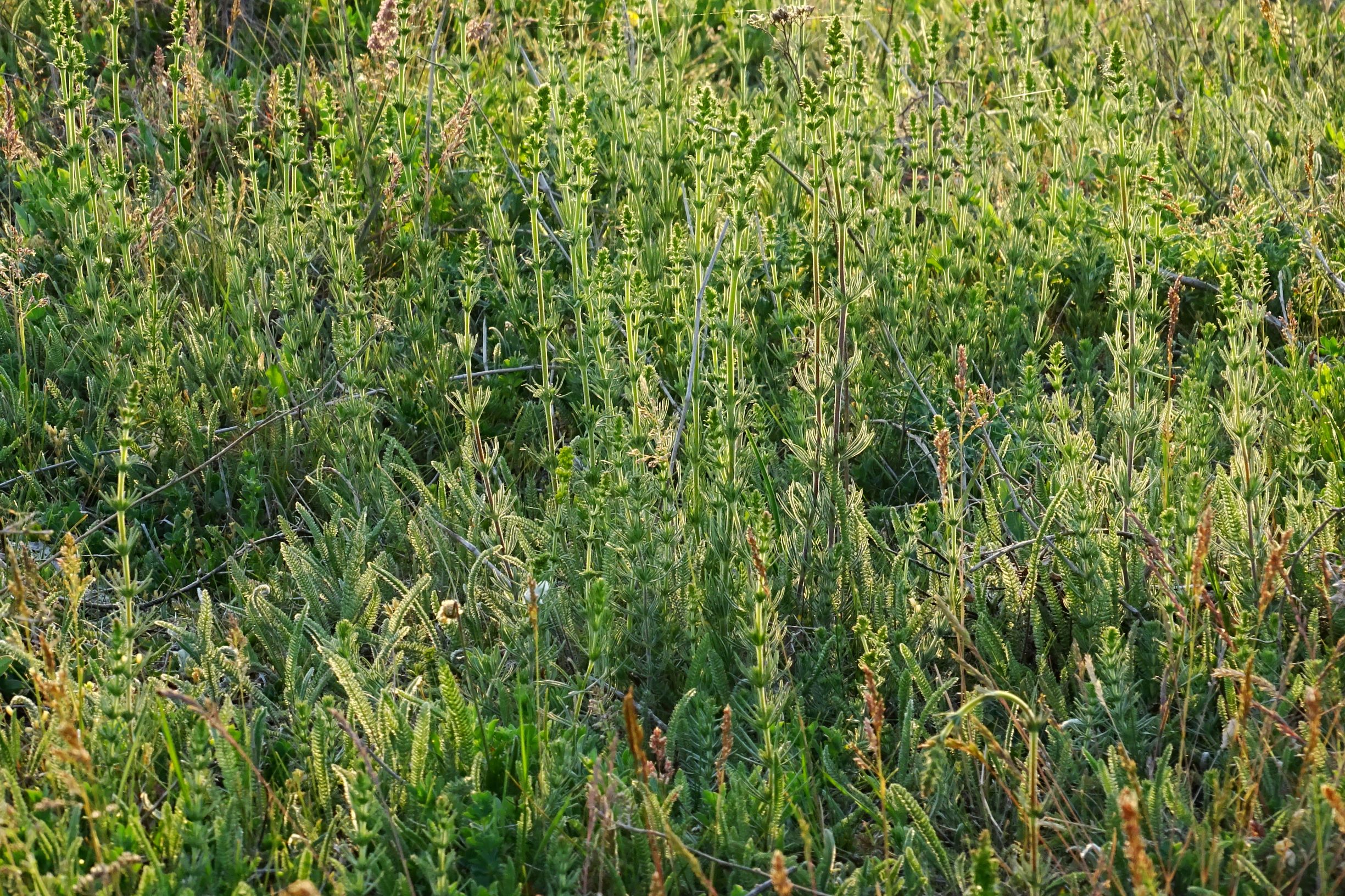 DSC06766 seewinkel n lange lacke galium cf. verum agg..JPG