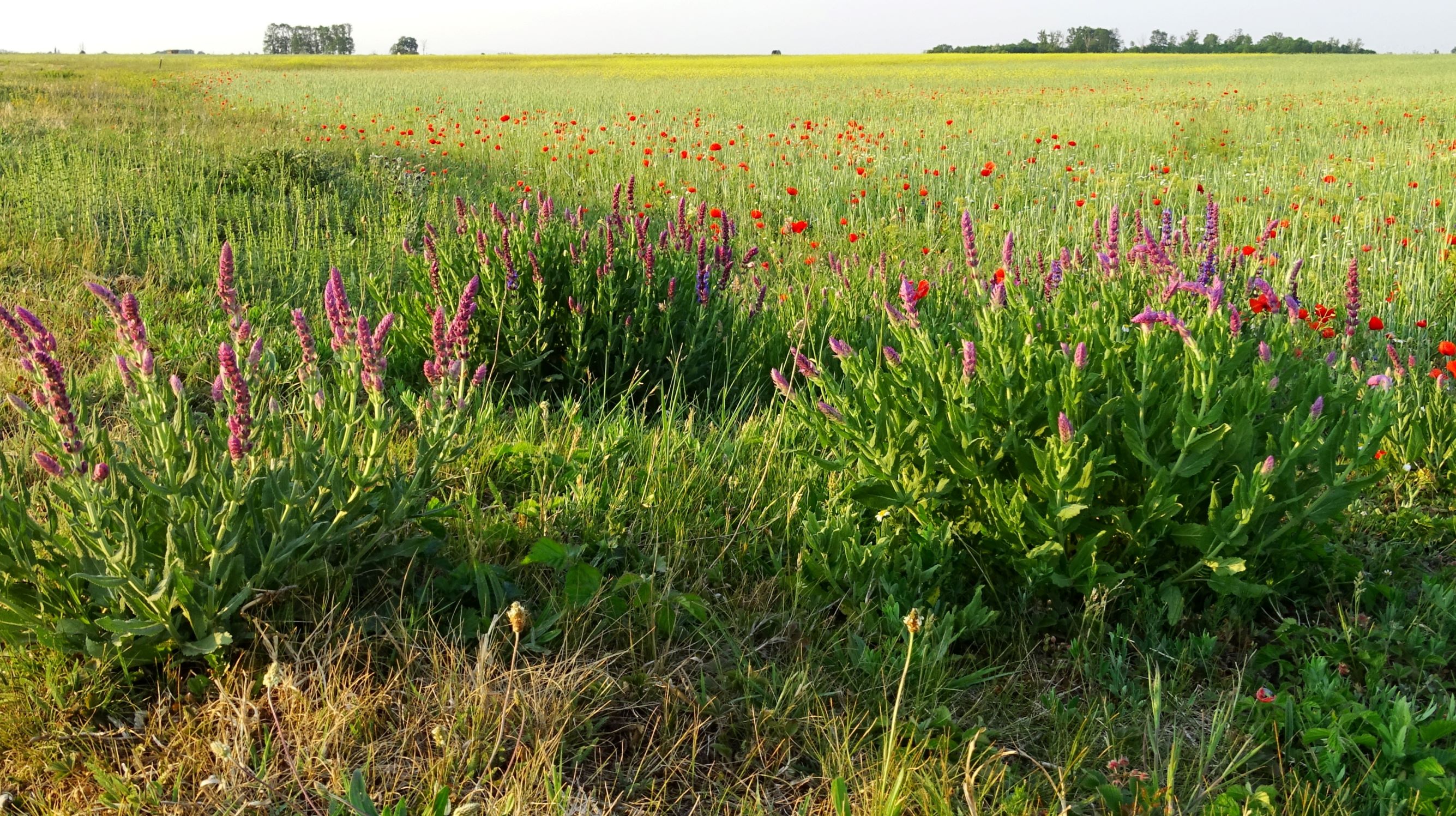 DSC06781 seewinkel nw-w lange lacke salvia nemorosa.JPG