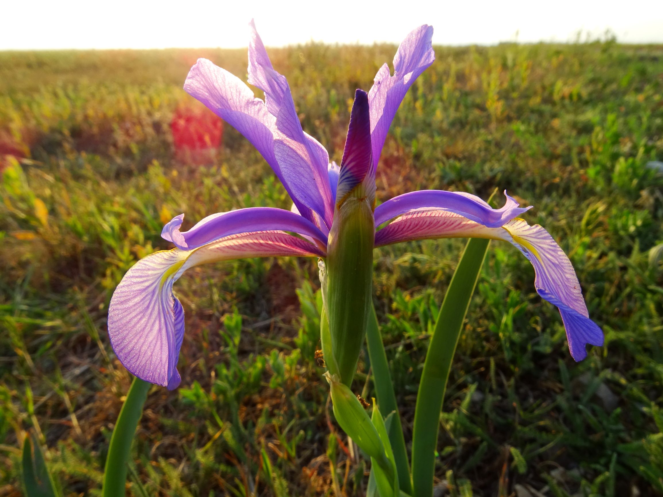 DSC06789 seewinkel nw-w lange lacke iris spuria.JPG