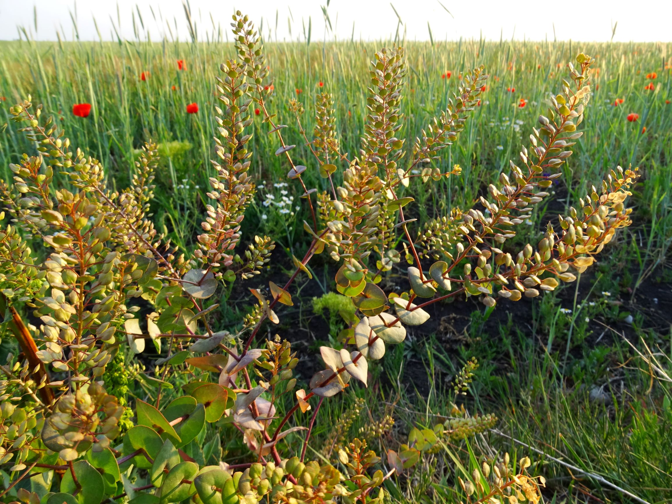 DSC06794 seewinkel nw-w lange lacke lepidium perfoliatum.JPG