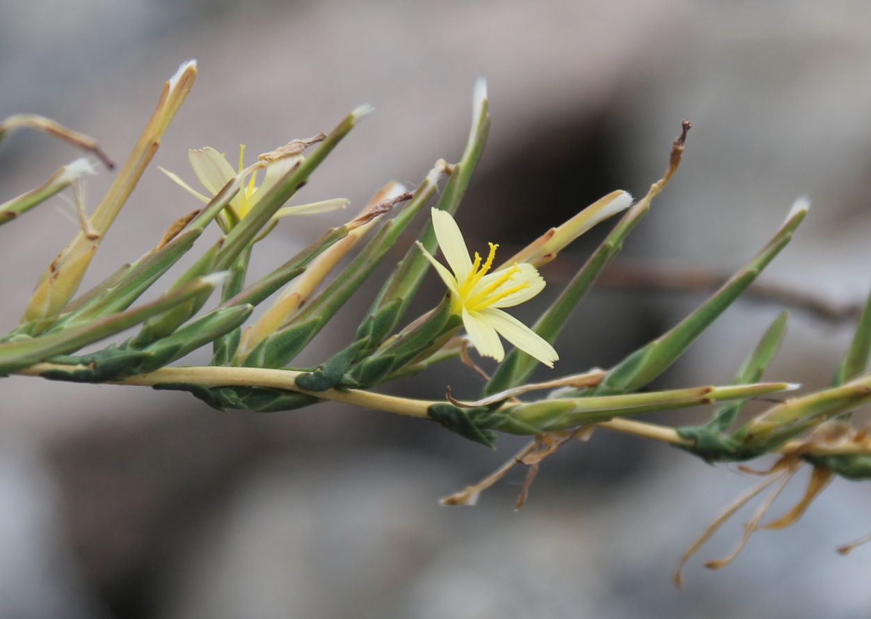 Lactuca_viminea_Aspangbahn_20170805_07.jpg