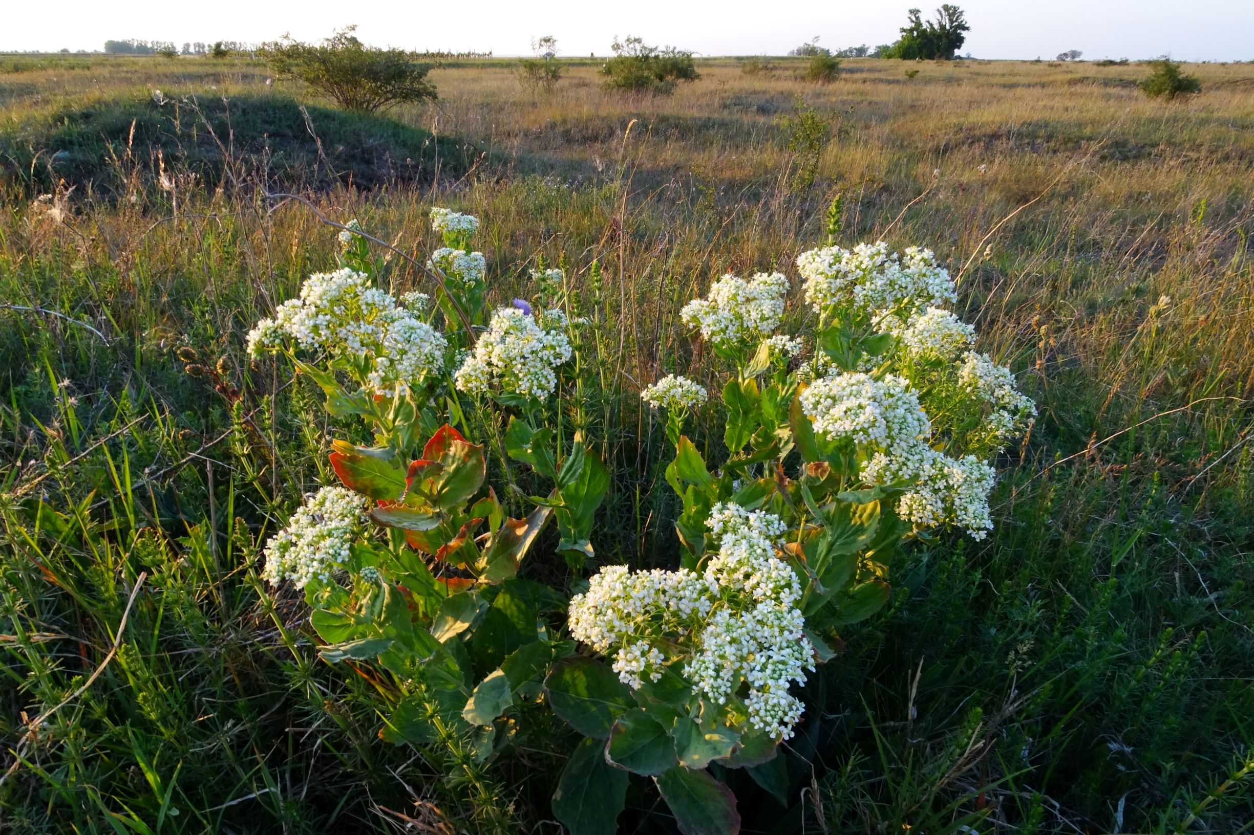 DSC06853 seewinkel o darscho lepidium draba.JPG