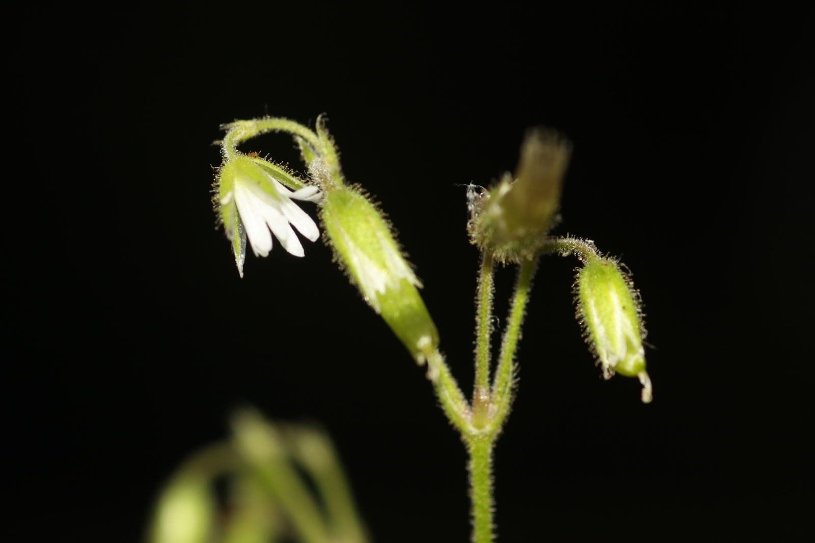 IMG_0332_Cerastium lucorum.JPG