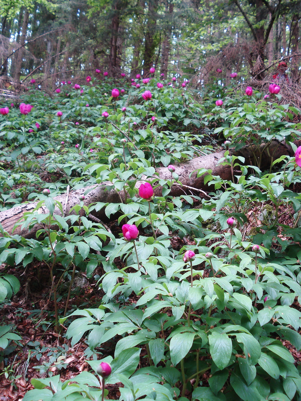 Paeonia.mascula.eingeb.NÖ-Reisalpe.b.Stadlermauer.23.5.20.JPG