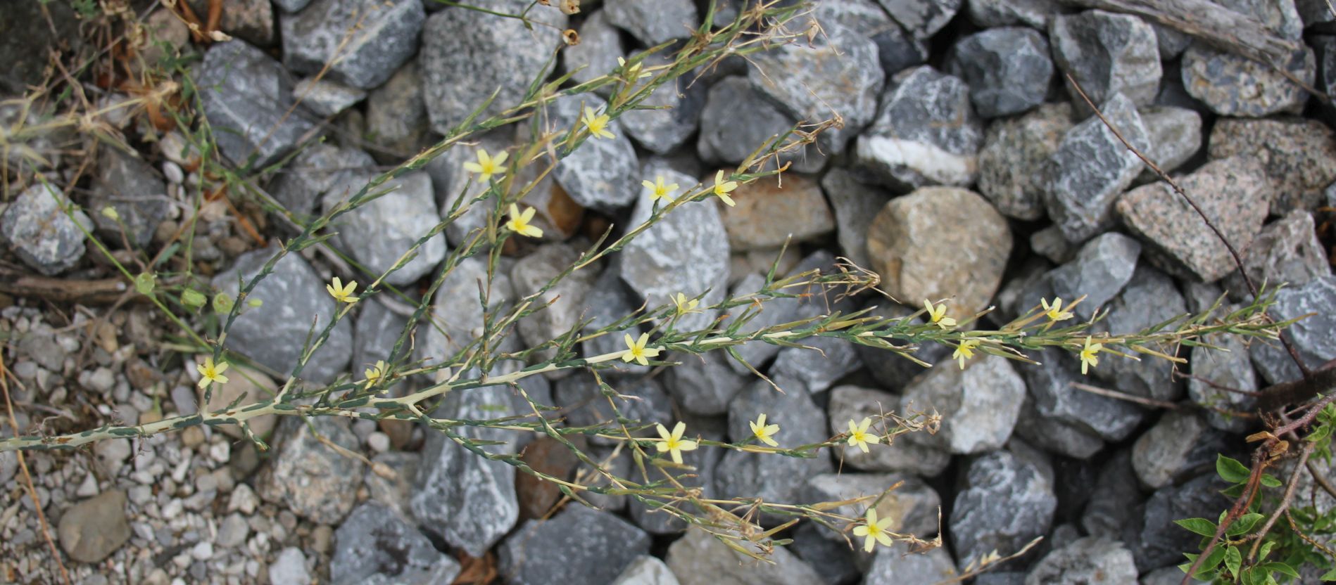 Lactuca_viminea_Aspangbahn_20170805_26.jpg