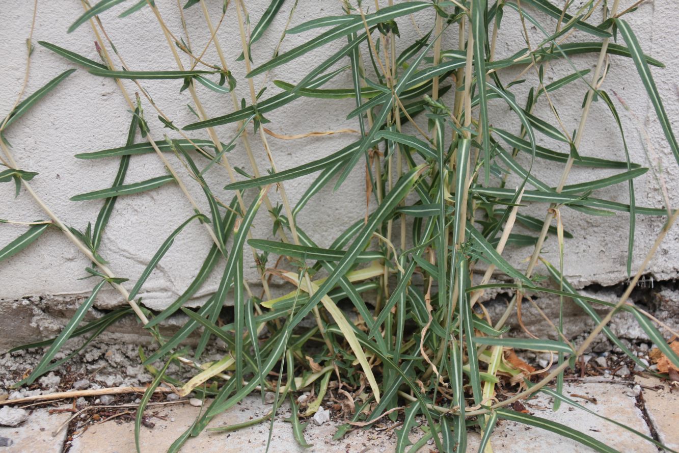 Lactuca_saligna_Traiskirchen_Stadtrandsiedlung_20170805_08.jpg