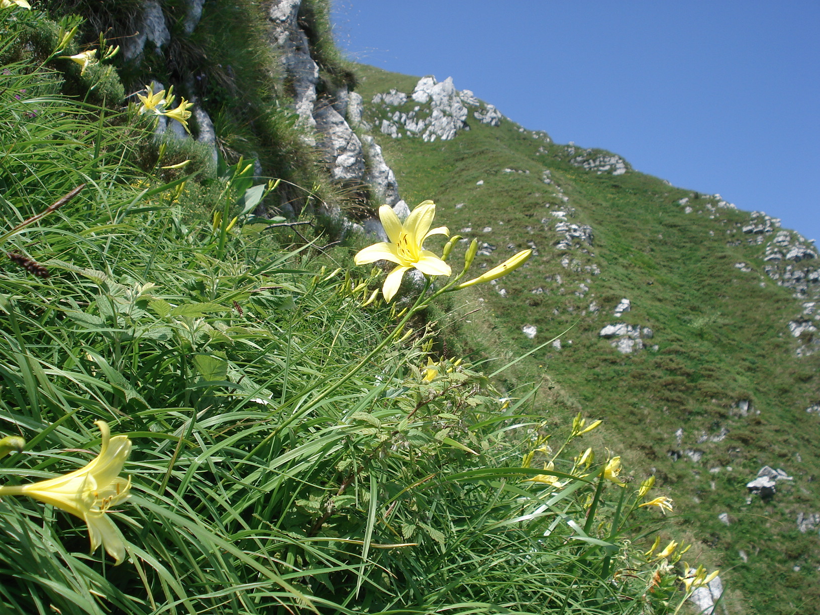 Hemerocallis.lilio-asphodelus.Mt.Verzegnis.Karn.Alpen.jpg