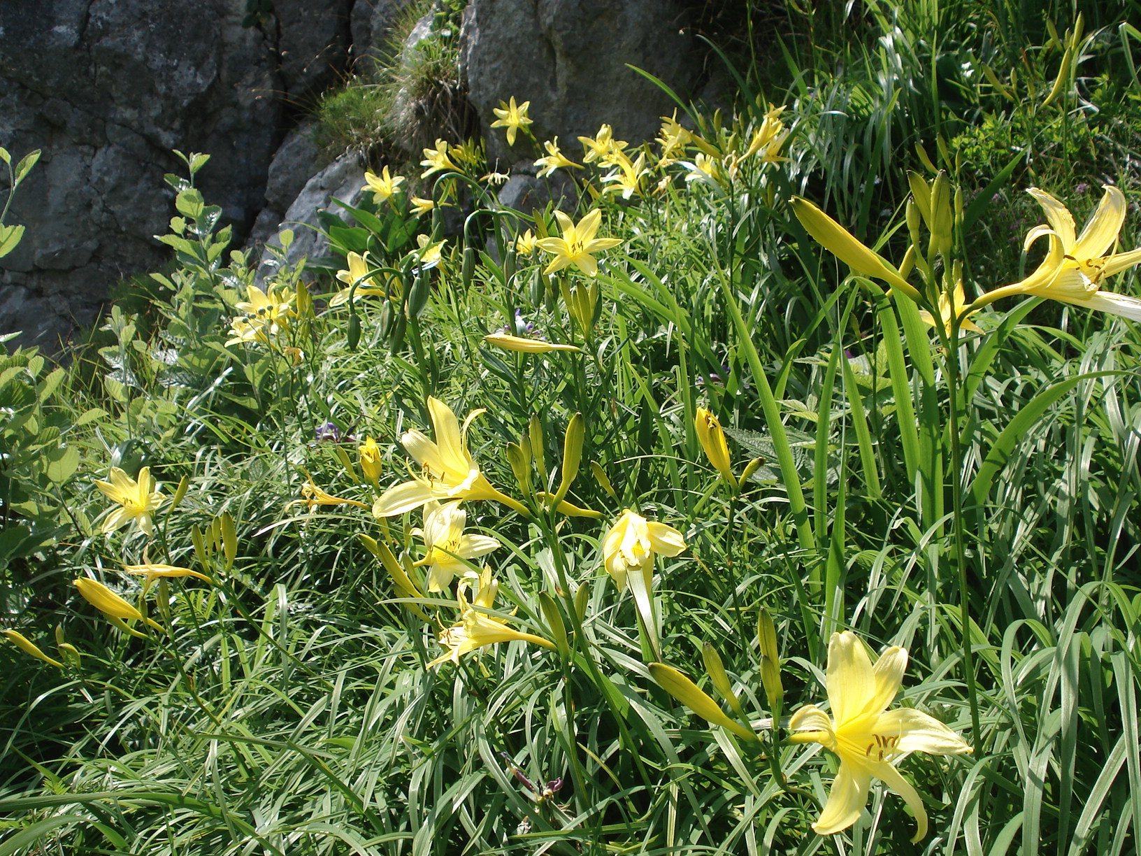 Hemerocallis.lilio-asphodelus.Mt.Verzegnis.Karni. Alp.jpg