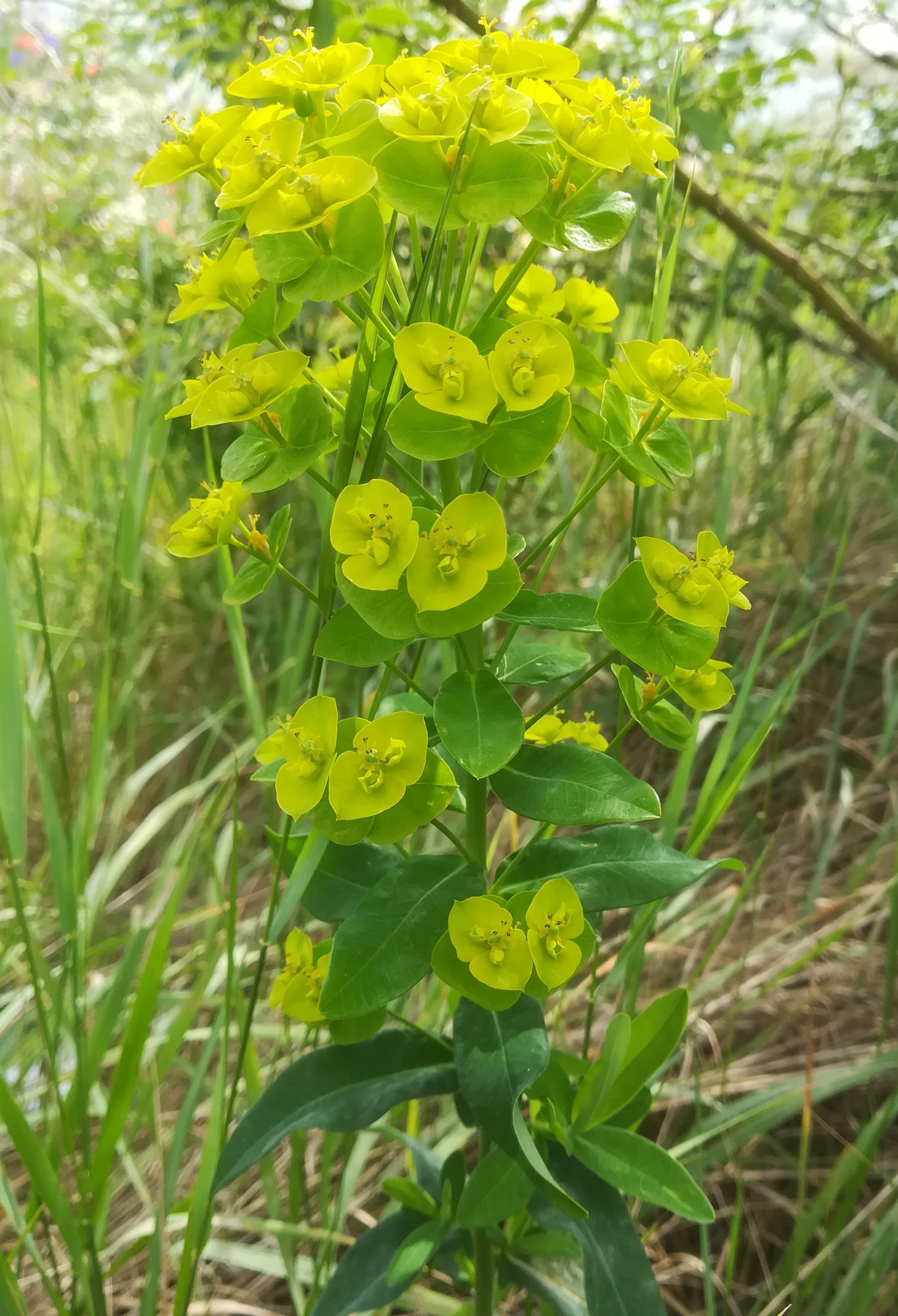 euphorbia salicfolia bhf himberg_20200528_103058.jpg