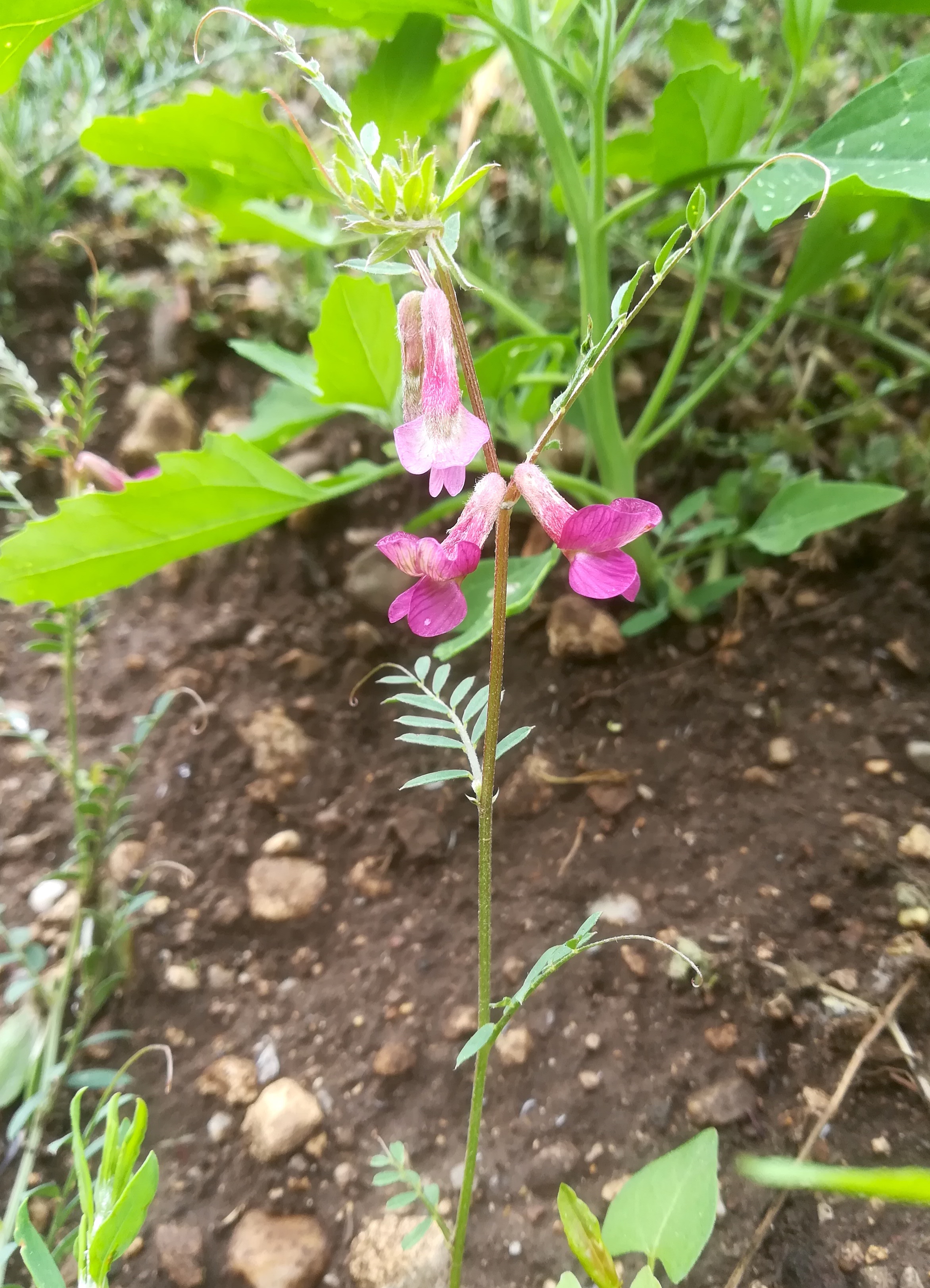 vicia pannonica subsp. striata bhf himberg_20200528_102123.jpg