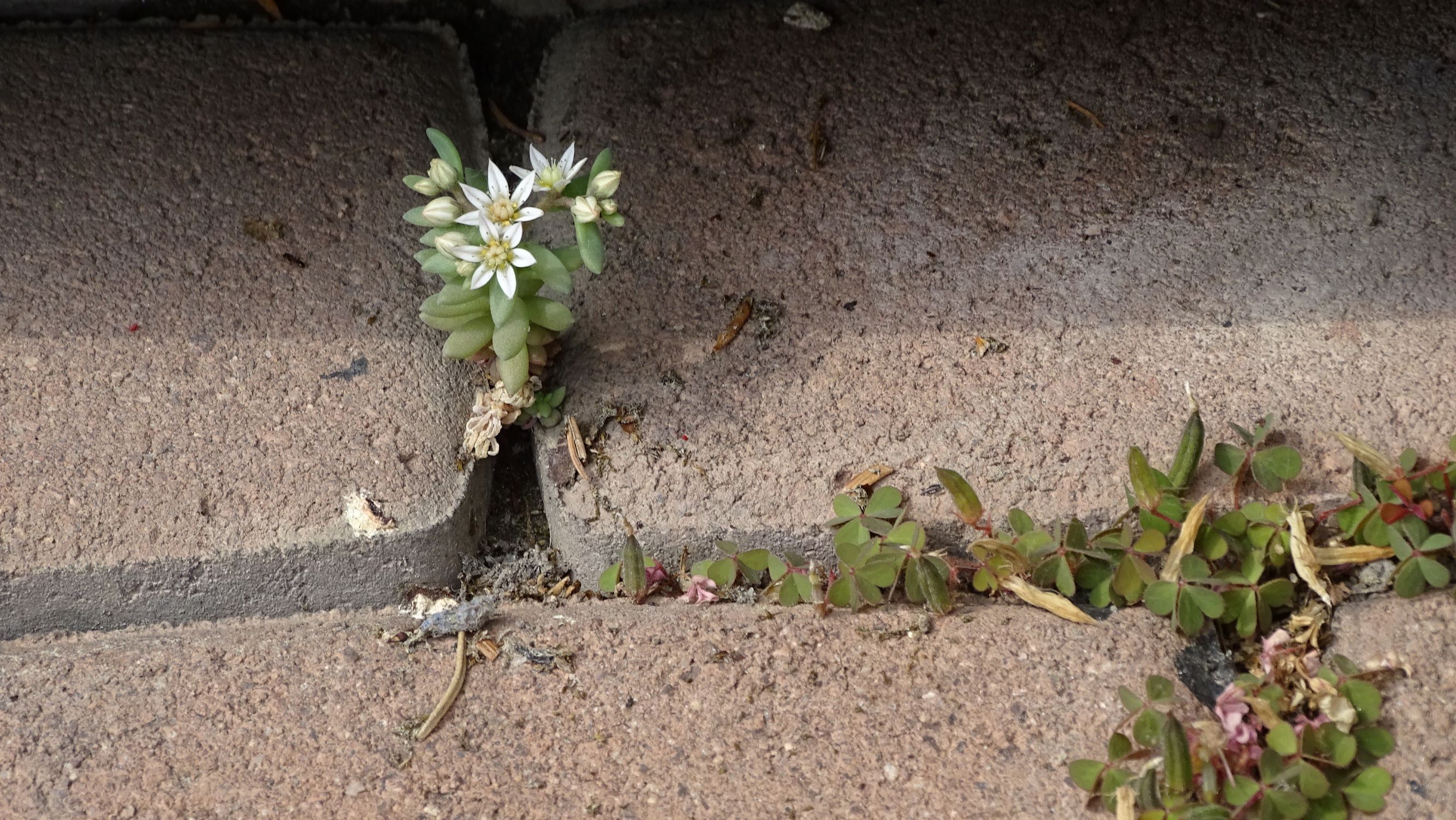 DSC09565 prell sedum hispanicum, oxalis corniculata.JPG