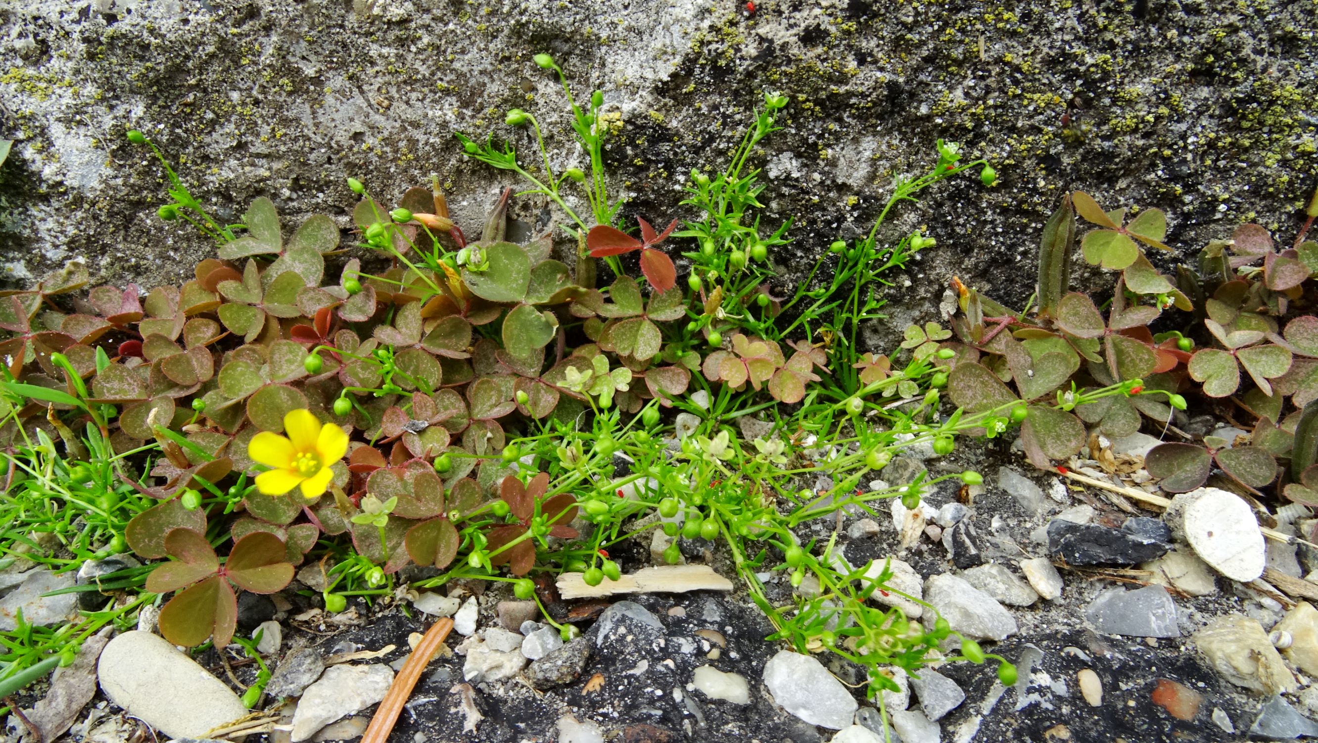 DSC09651 prell sagina procumbens, oxalis corniculata.JPG