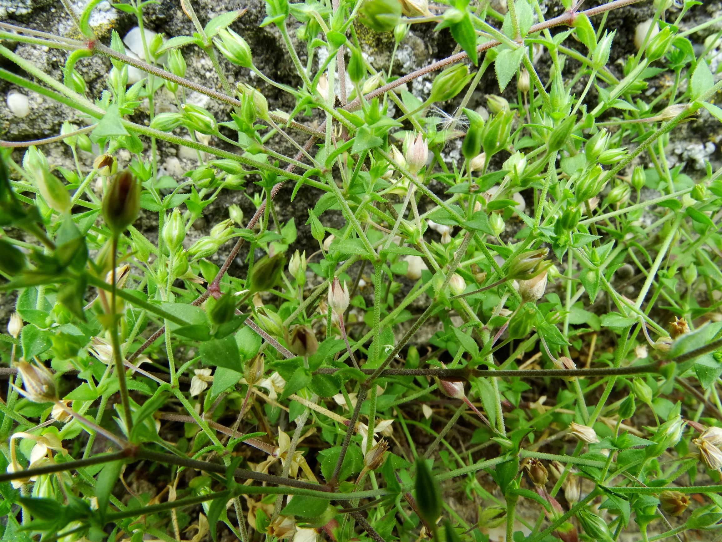 DSC09682 prell arenaria serpyllifolia cf. s.str..JPG