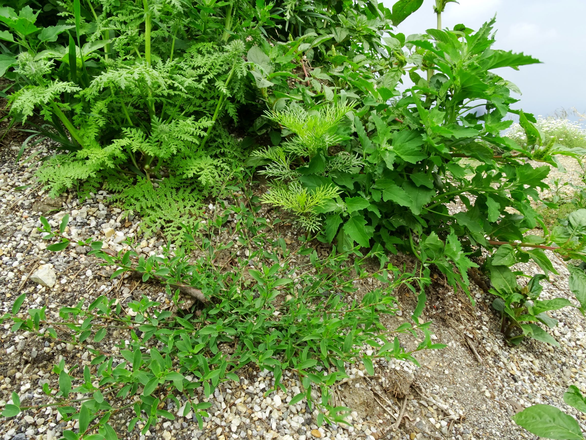 DSC09696 prell cosmos bipinnatus, polygonum aviculare, phacelia tanacetifolia, chenopodium cf. album etc..JPG