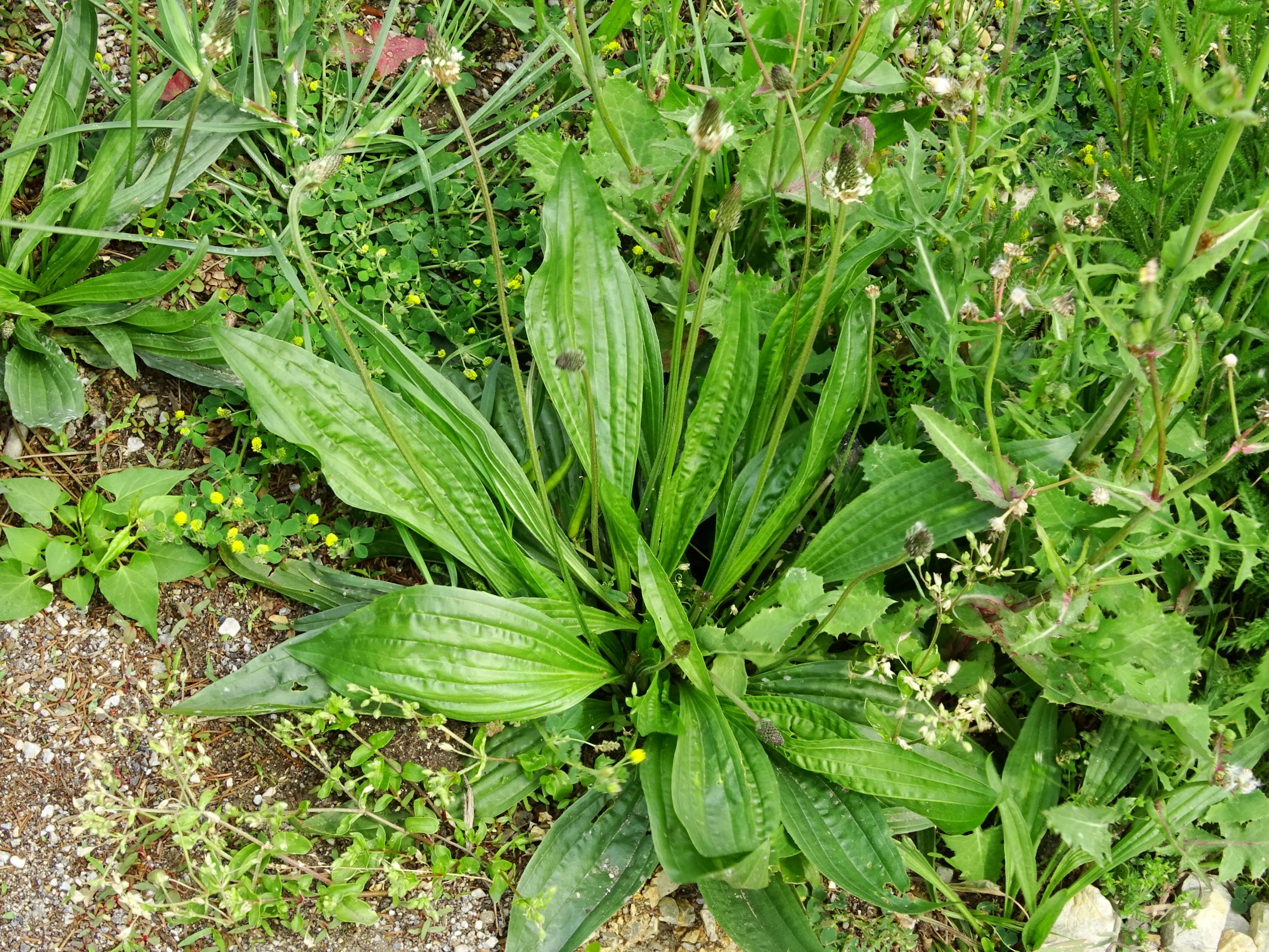 DSC09699 prell plantago lanceolata.JPG