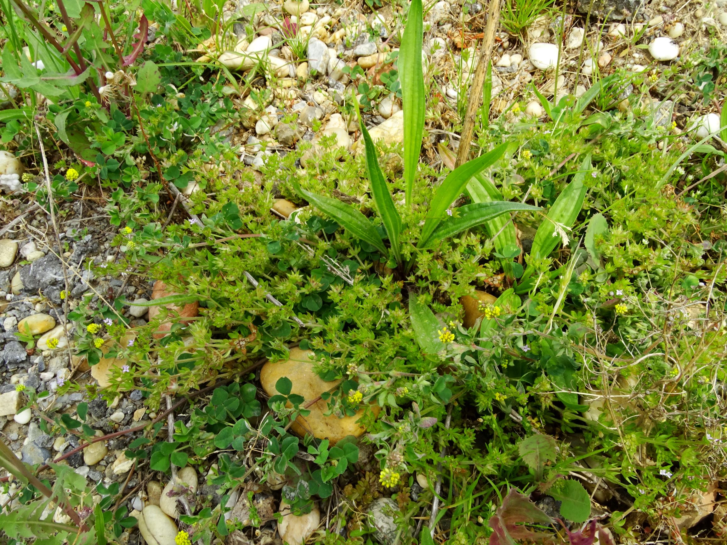 DSC09702 prell sherardia arvensis.JPG