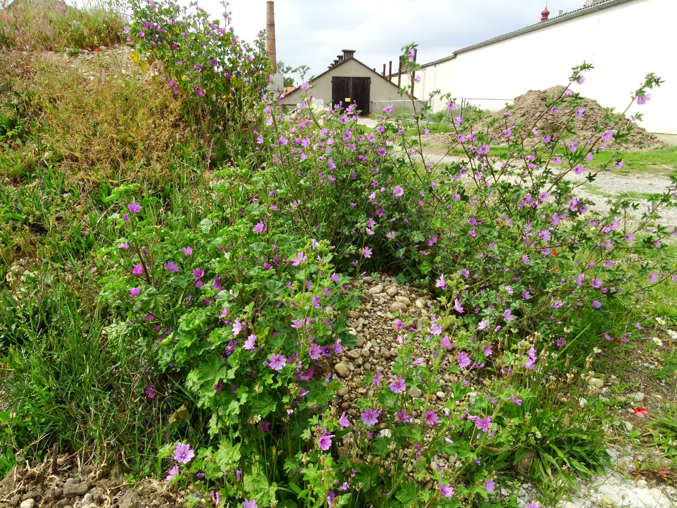 DSC09723 prell malva sylvestris.JPG