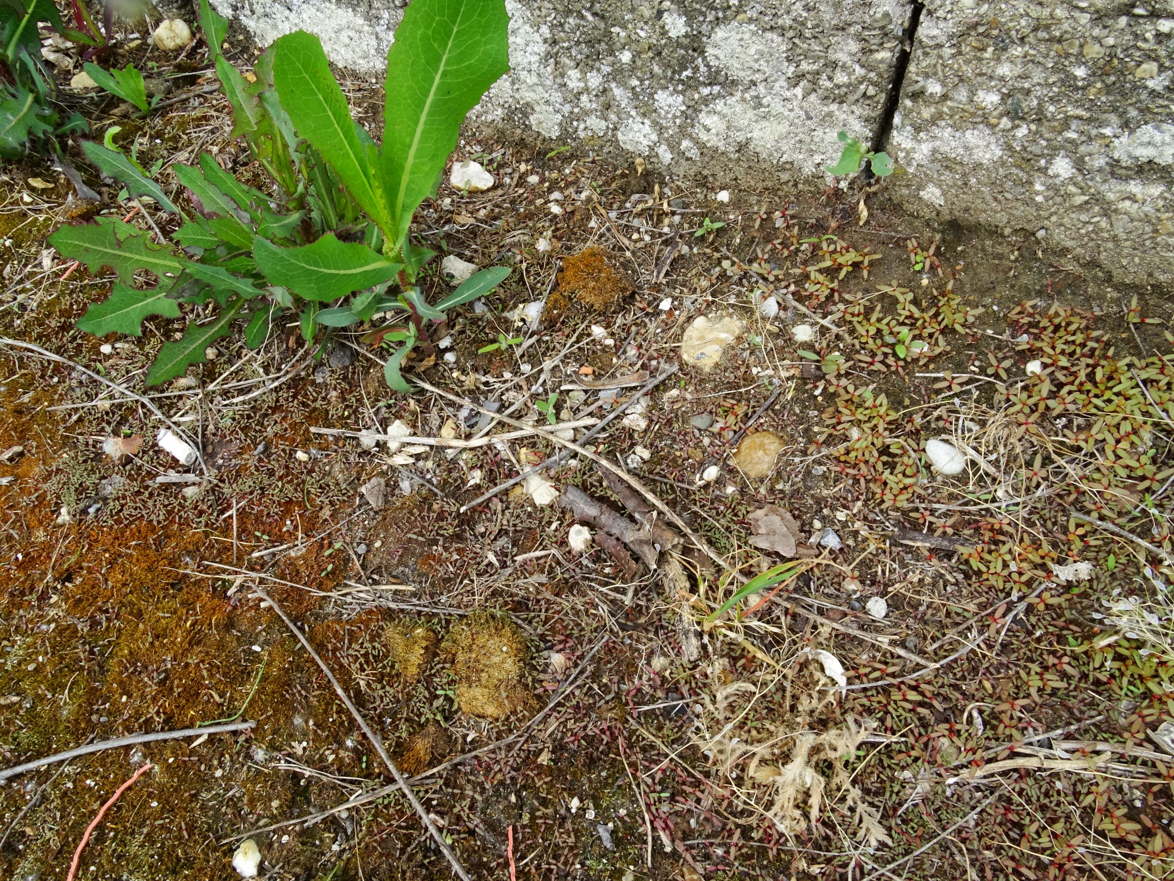 DSC09736 prell portulaca oleracea, lactuca serriola.JPG