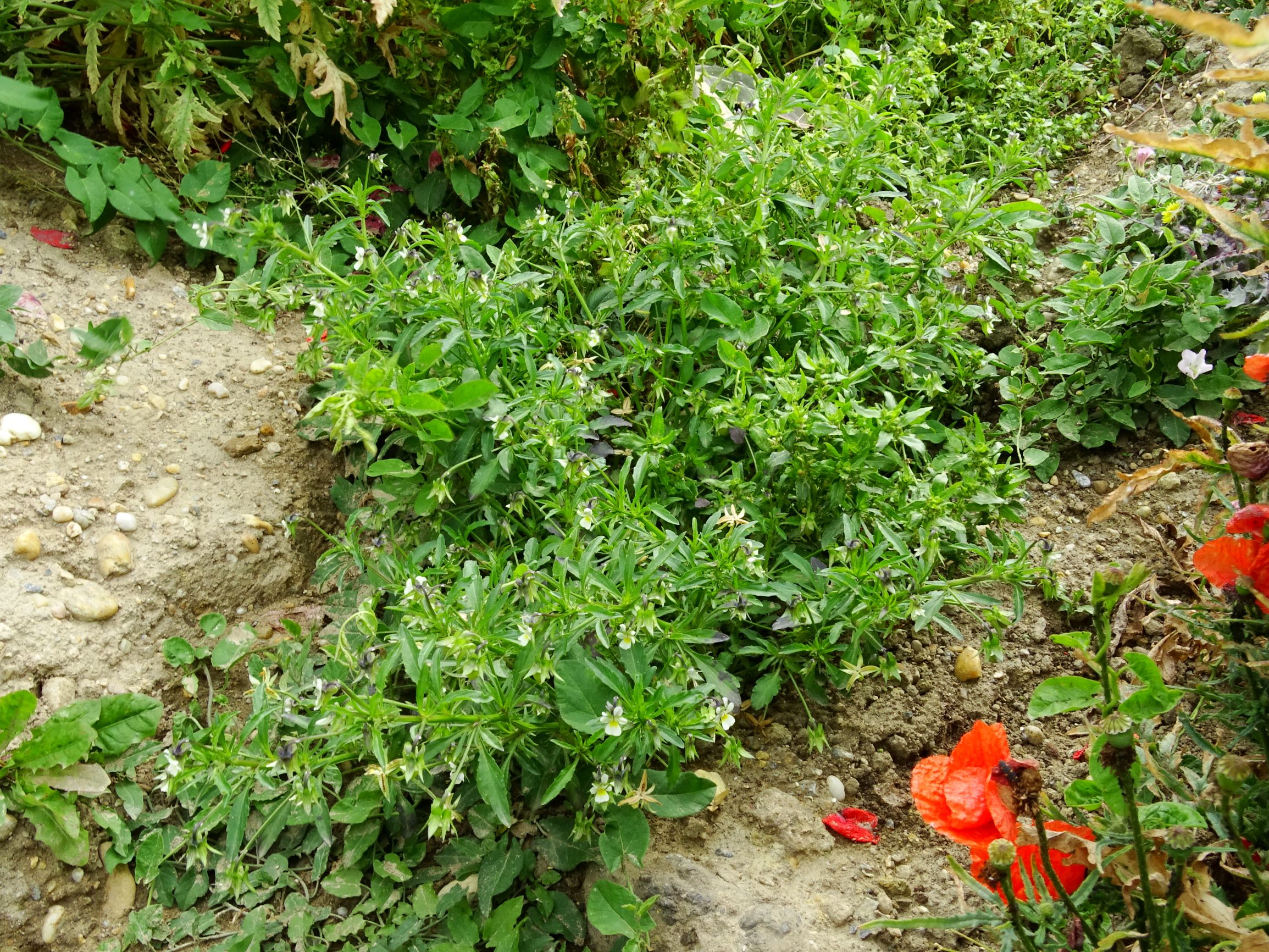 DSC09739 prell viola a. arvensis.JPG