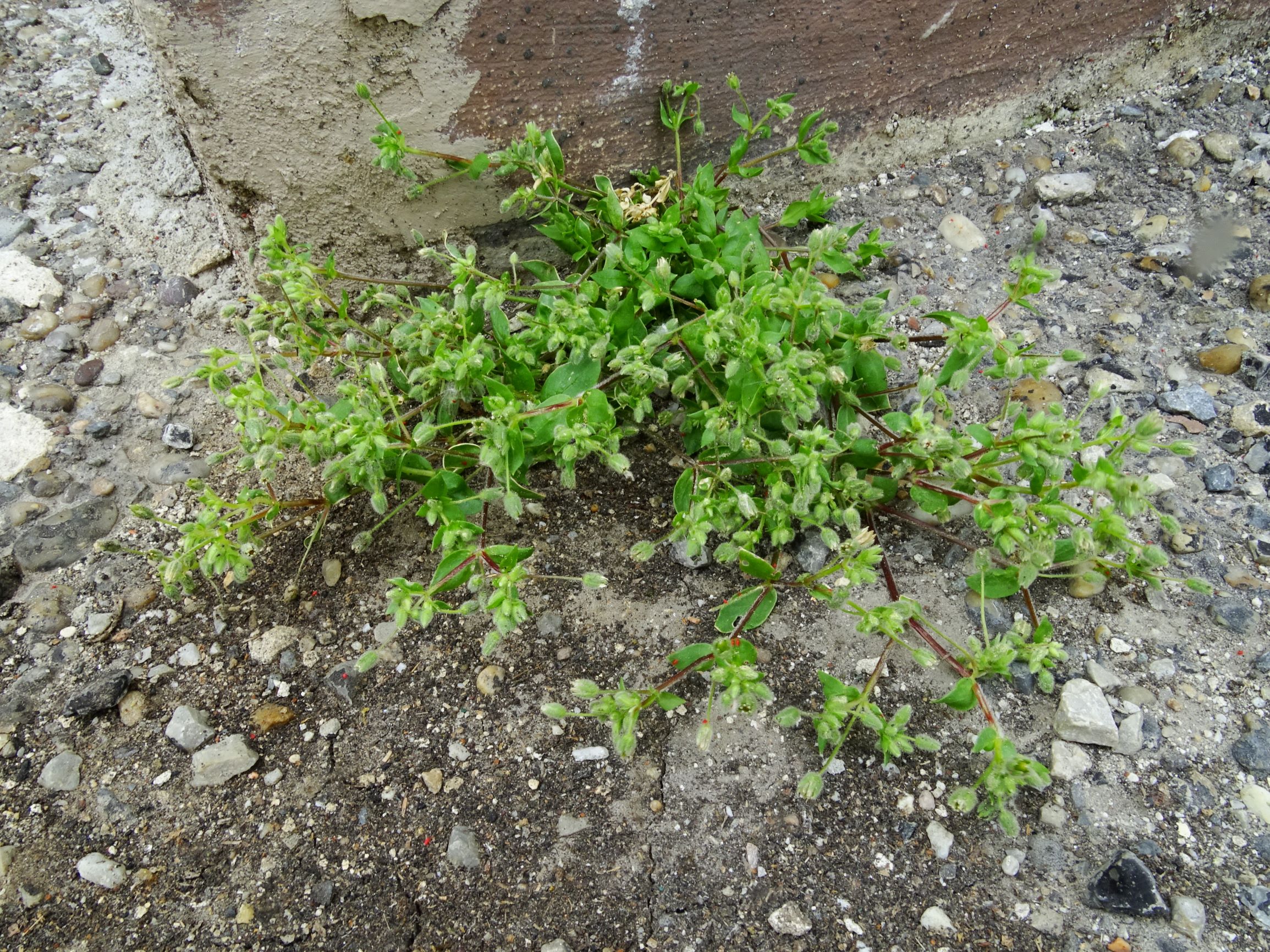 DSC09760 prell stellaria pallida.JPG