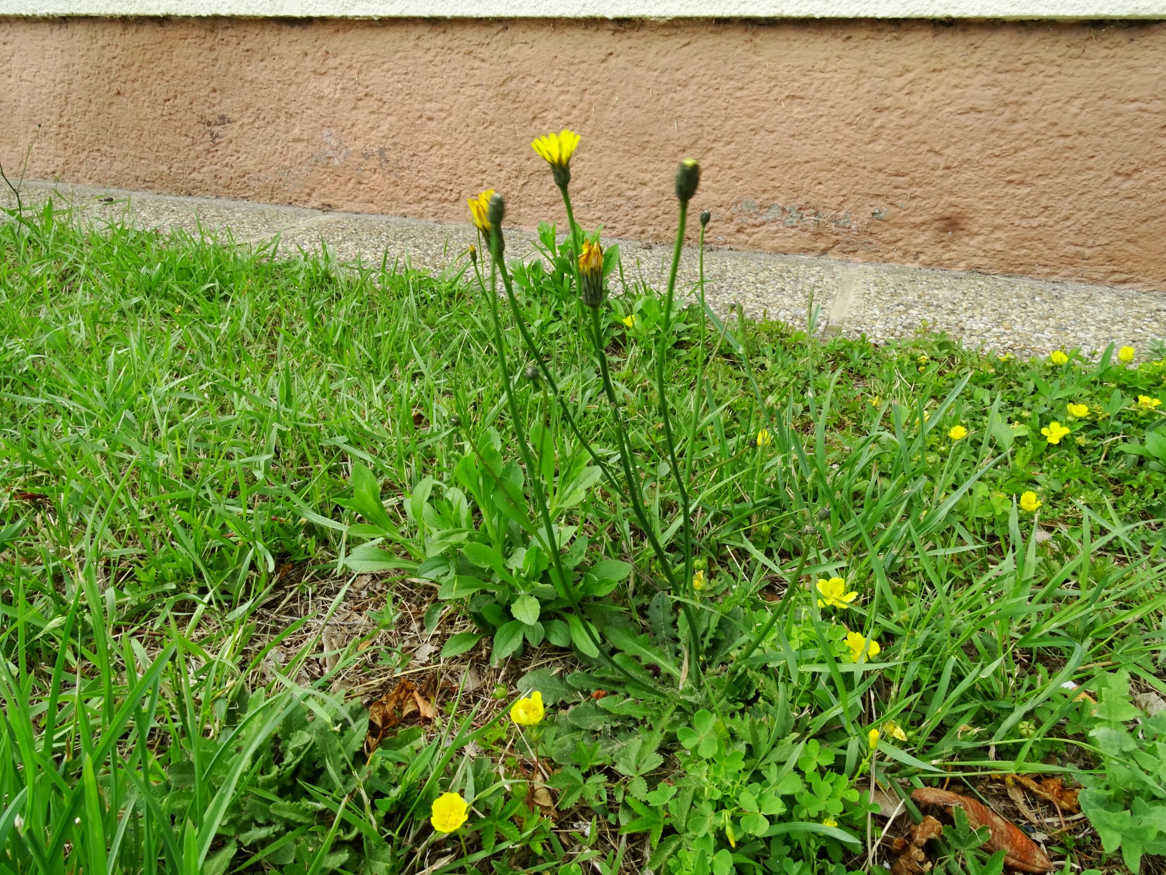 DSC09799 prell hypochoeris radicata.JPG
