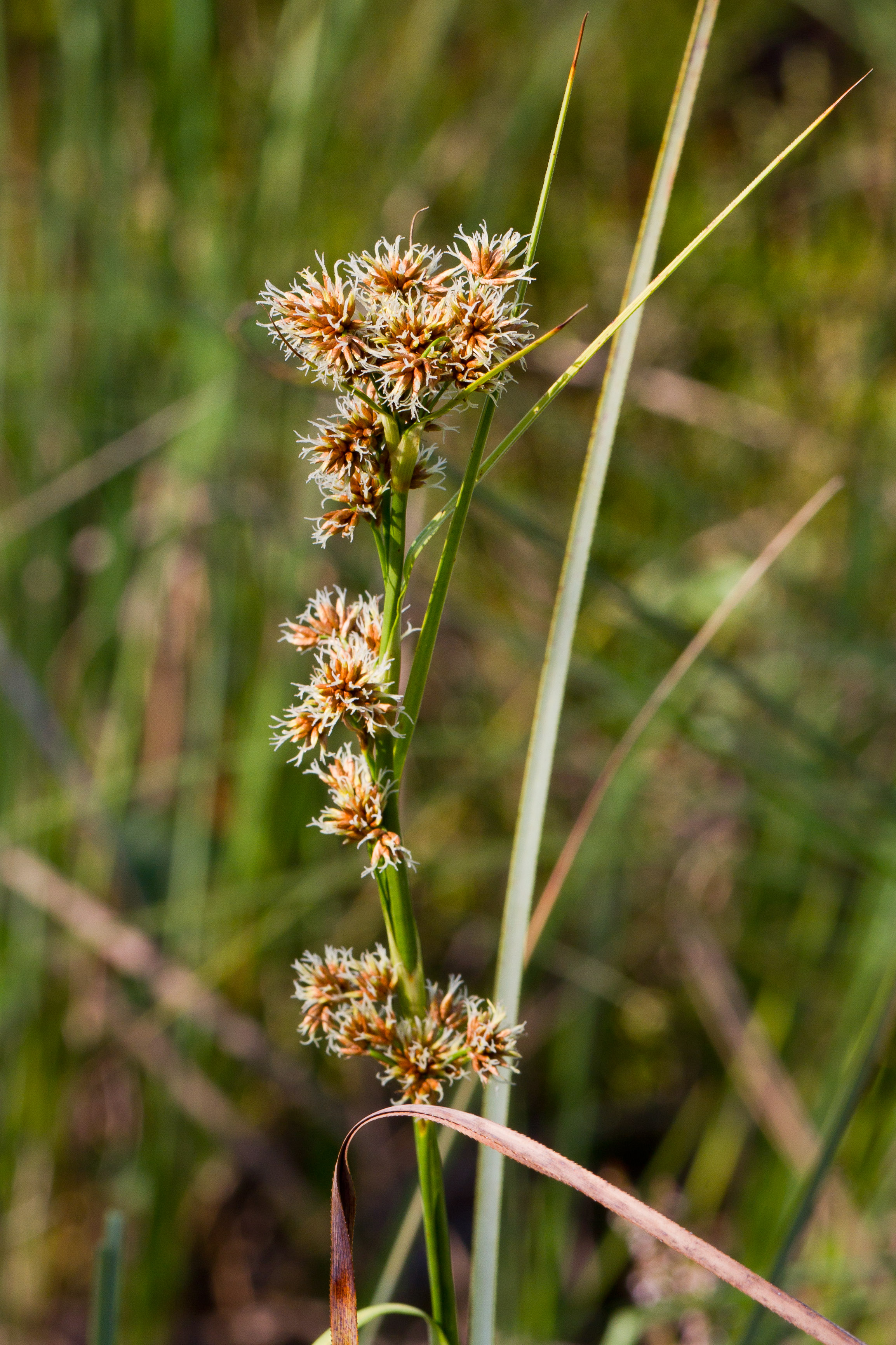 Cyperaceae_Cladium mariscus 1-2.jpg