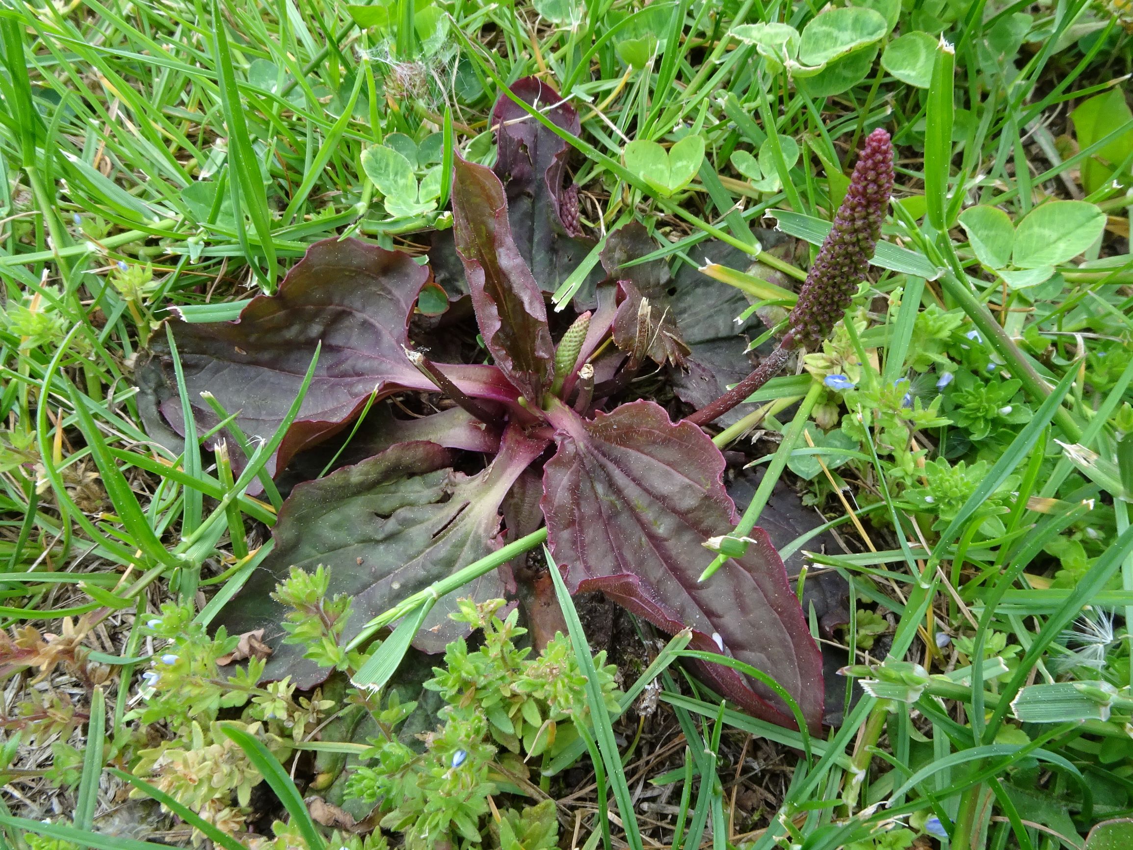 DSC05182 prell plantago major, veronica arvensis.JPG