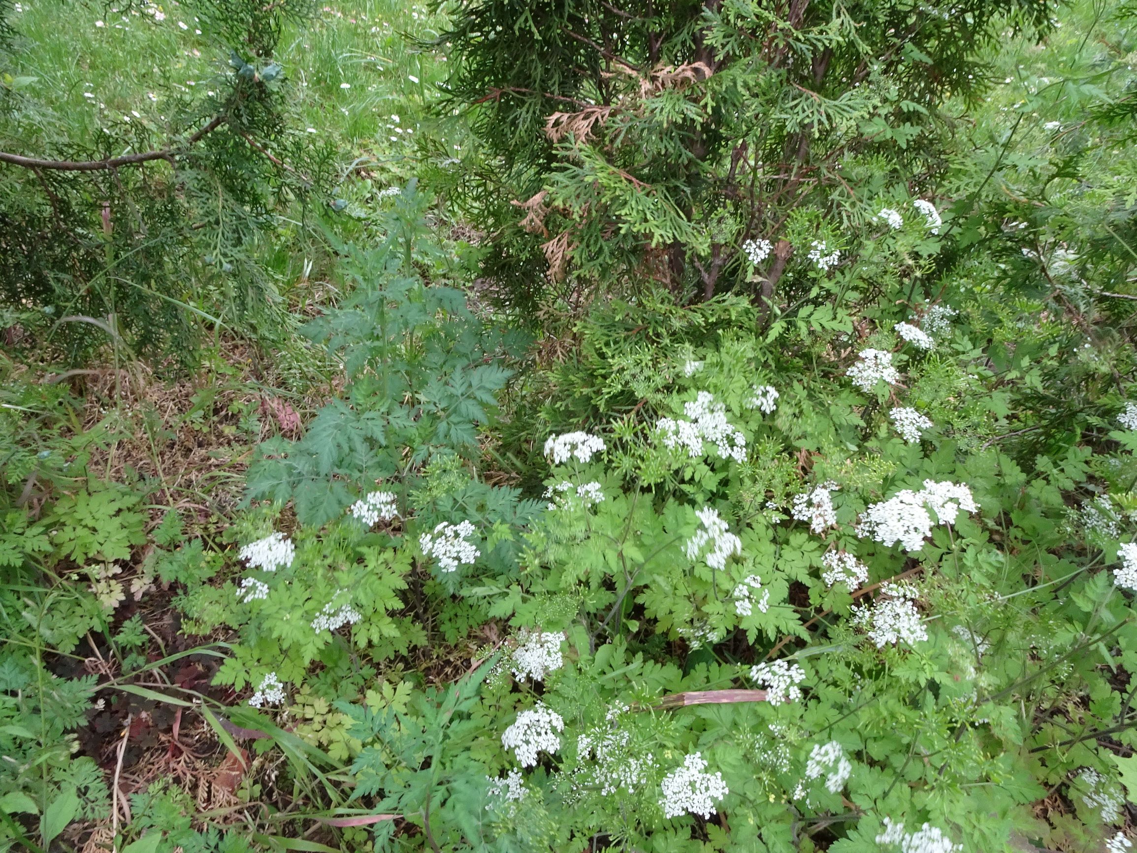 DSC05192 prell chaerophyllum temulum, torilis cf. japonica.JPG