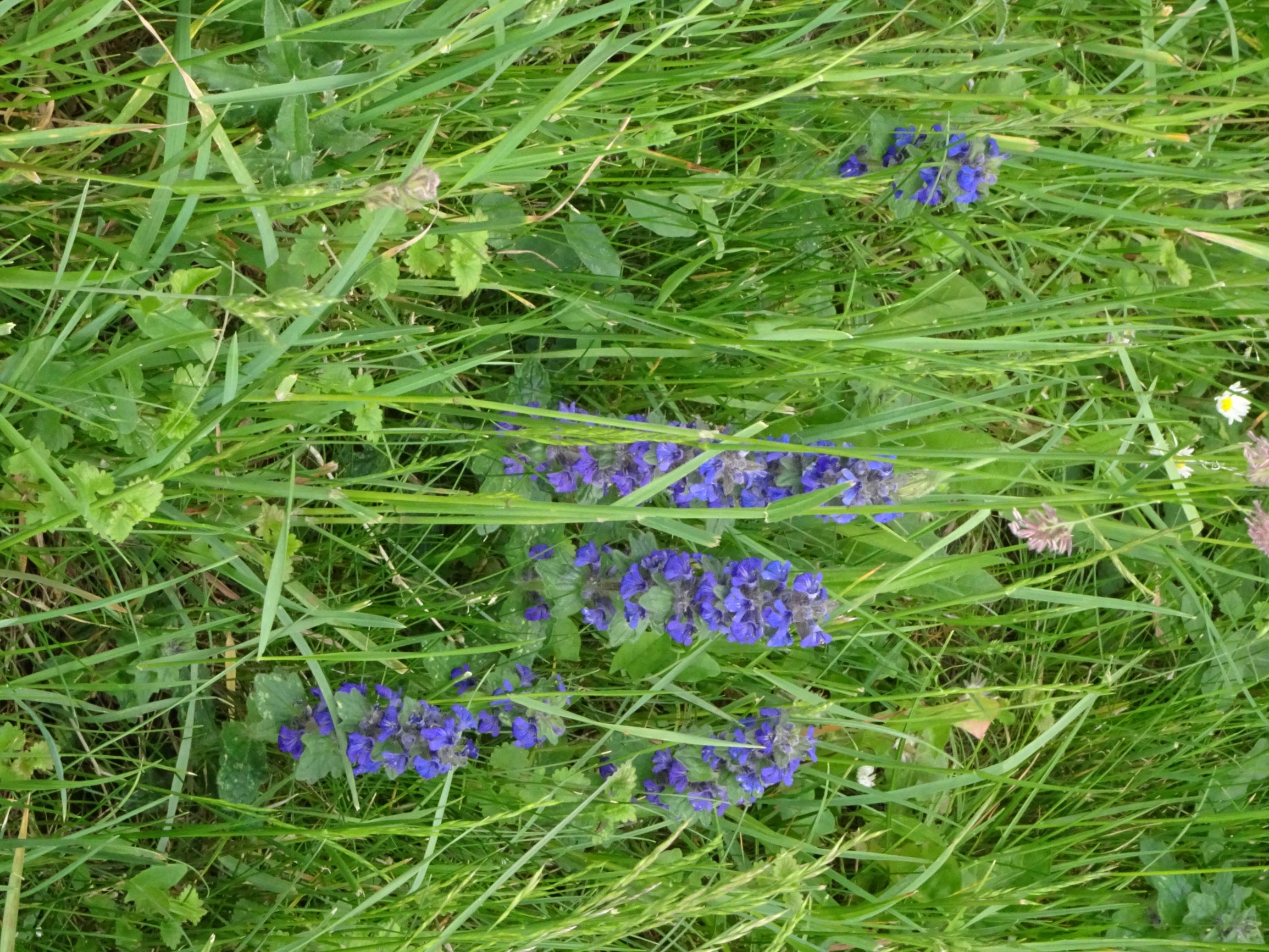 DSC05217 prell ajuga genevensis.JPG