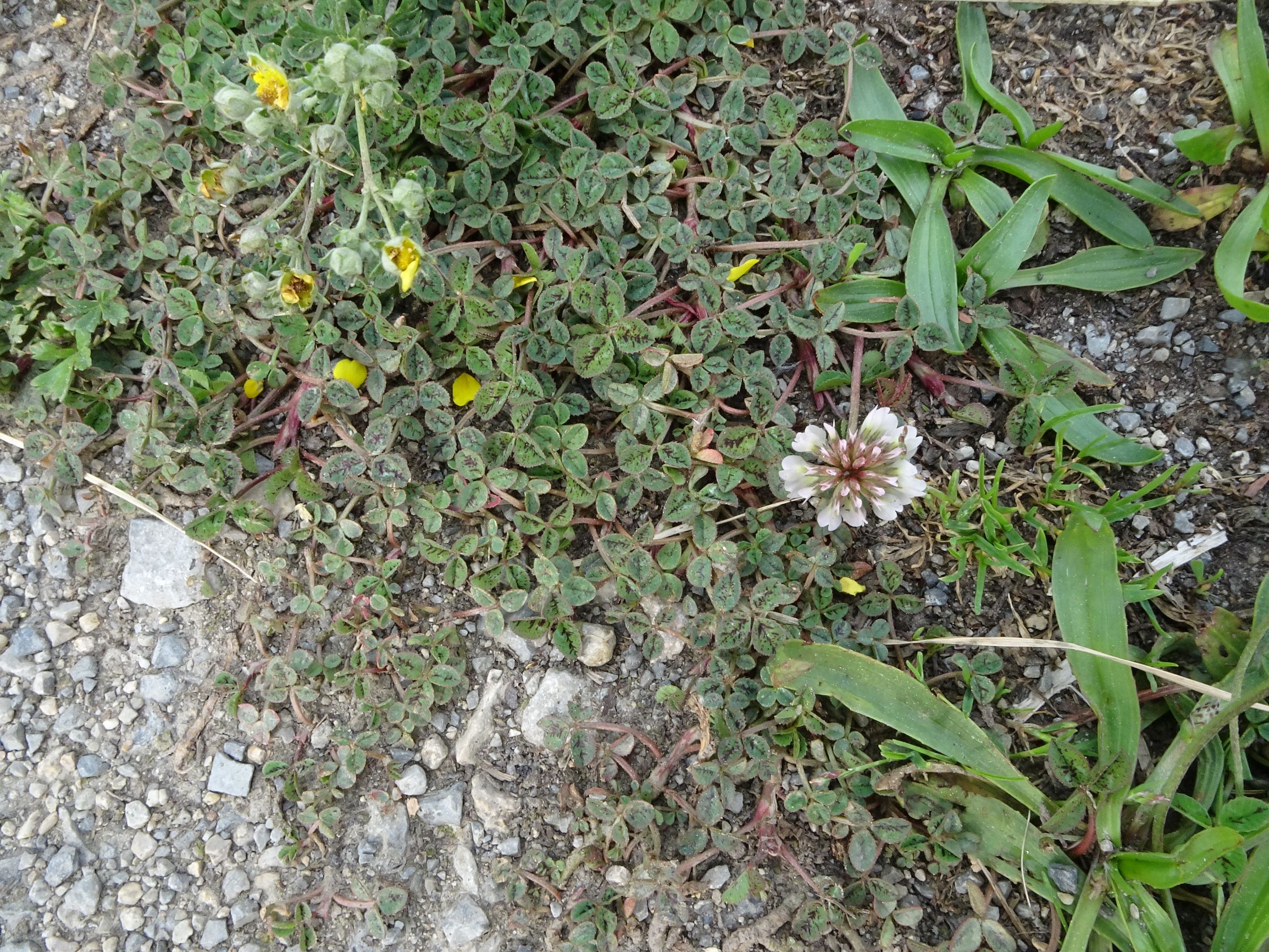 DSC05222 prell trifolium repens, plantago lanceolata.JPG