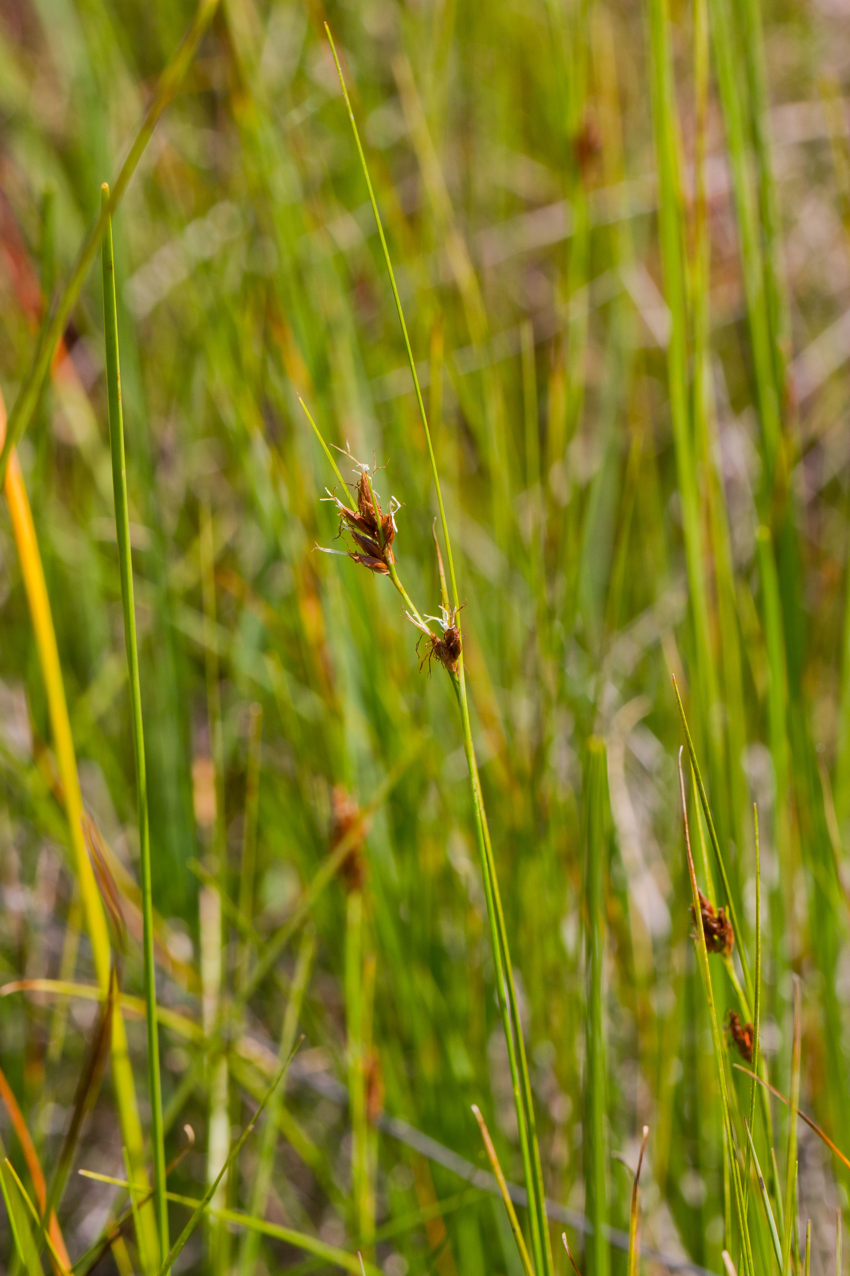 Cyperaceae_Rhynchospora fusca 1-2.jpg