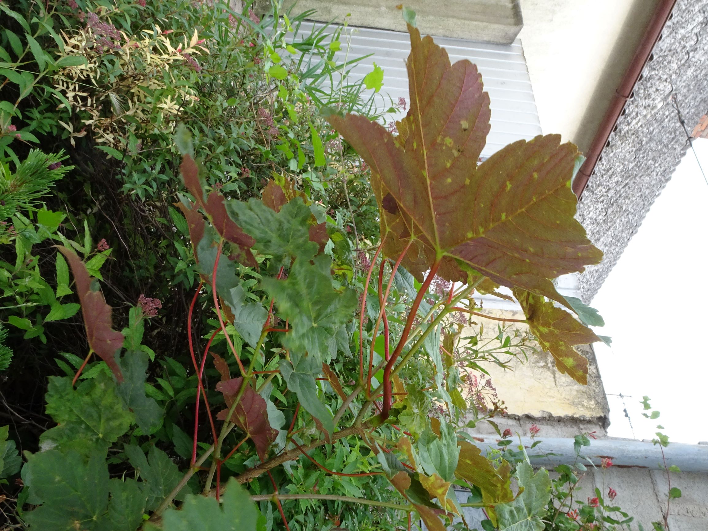 DSC05263 prell acer pseudoplatanus f. atropurpureum.JPG