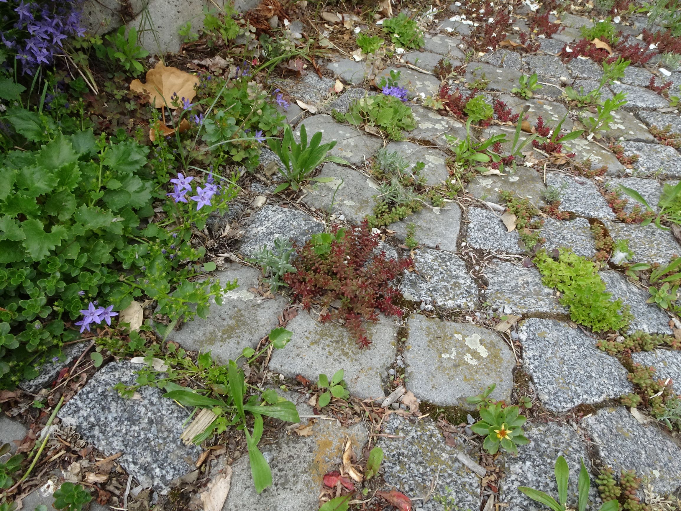 DSC05271 prell campanula porscharskyana, lavandula angustifolia, sedum album, phedimus sp., plantago lanceolata etc..JPG