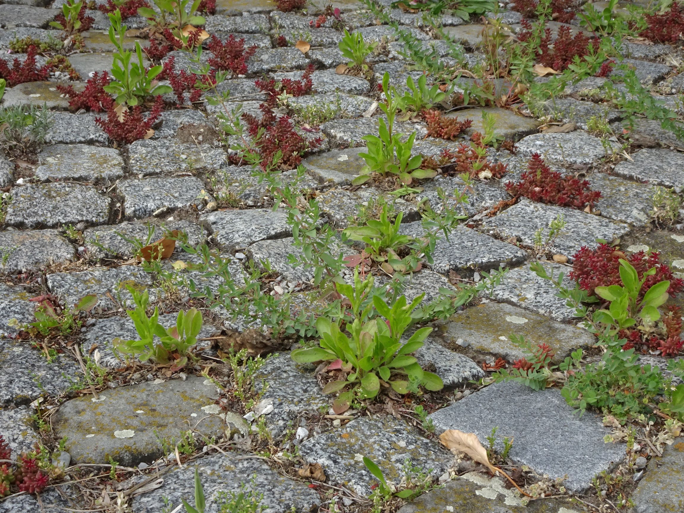 DSC05278 prell sedum album, erigeron annuus, hypericum perforatum etc..JPG