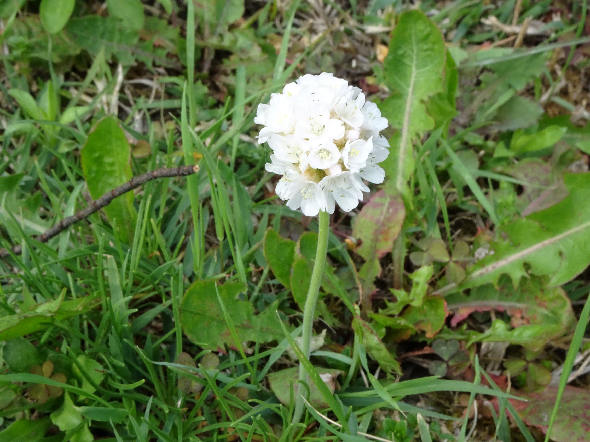 DSC05279 prell armeria maritima s.str..JPG