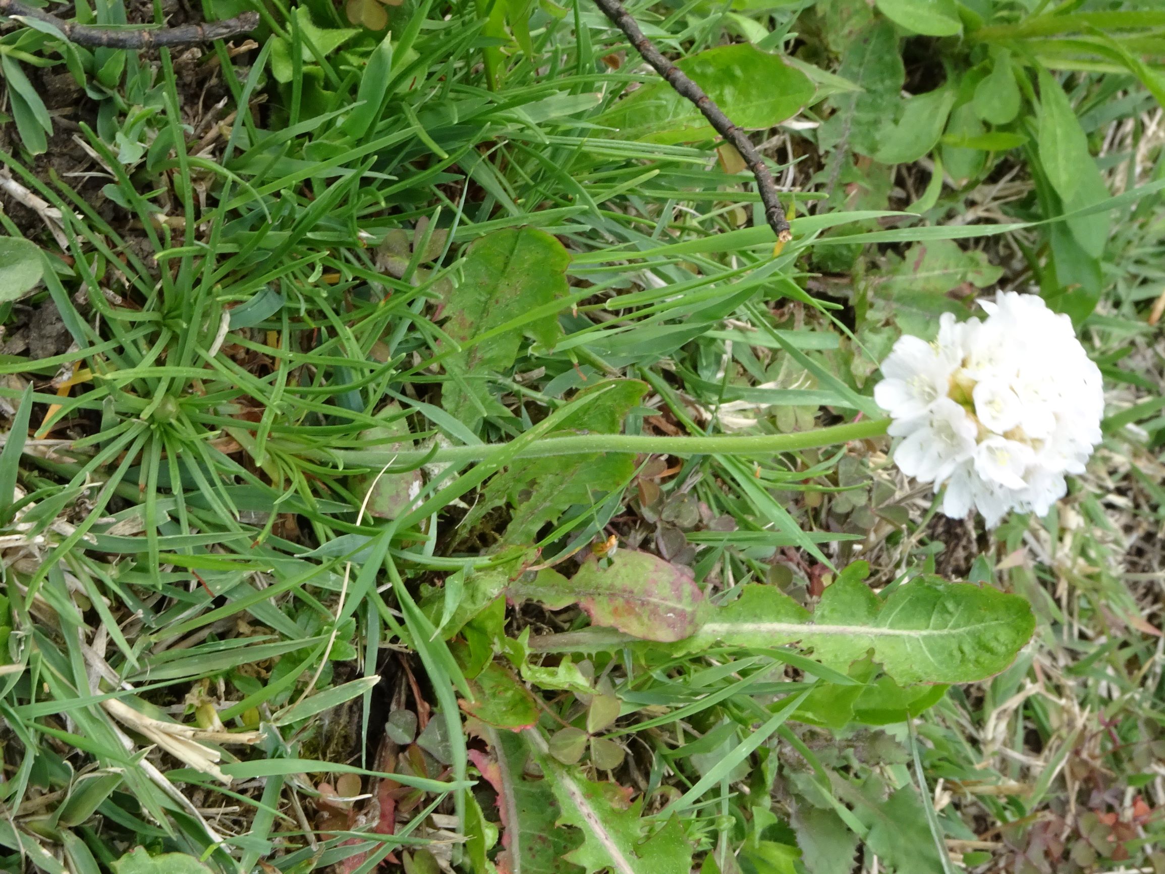 DSC05281 prell armeria maritima s.str..JPG