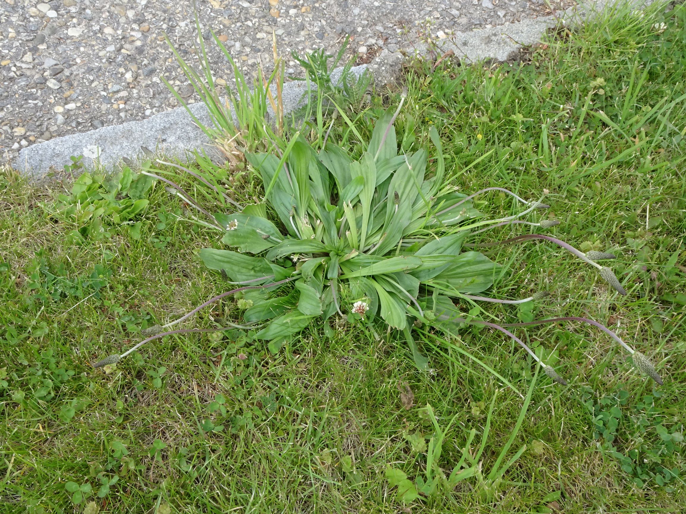 DSC05304 prell cf. plantago lanceolata x media.JPG