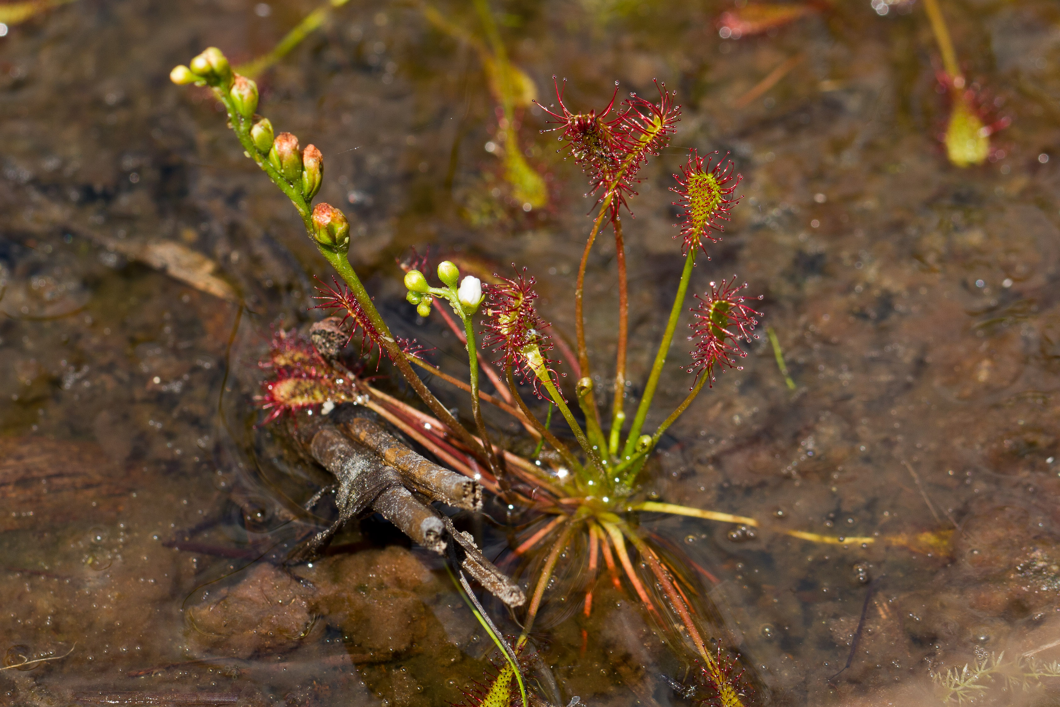 Droseraceae_Drosera intermedia 1-2.jpg