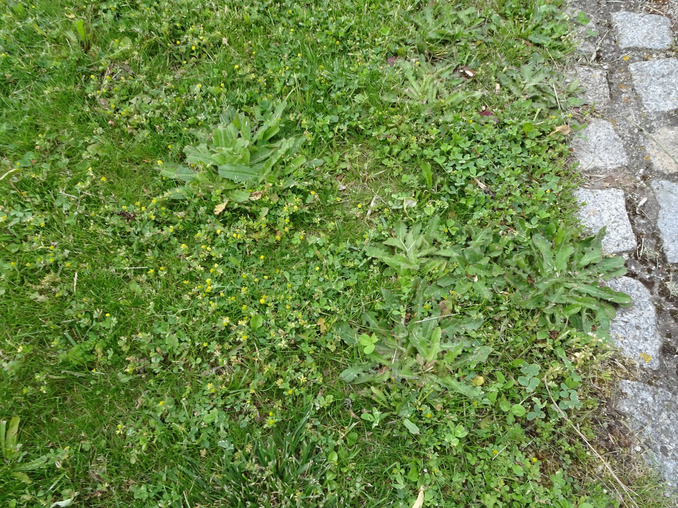 DSC05319 prell trifolium dubium, hypochaeris radicata.JPG