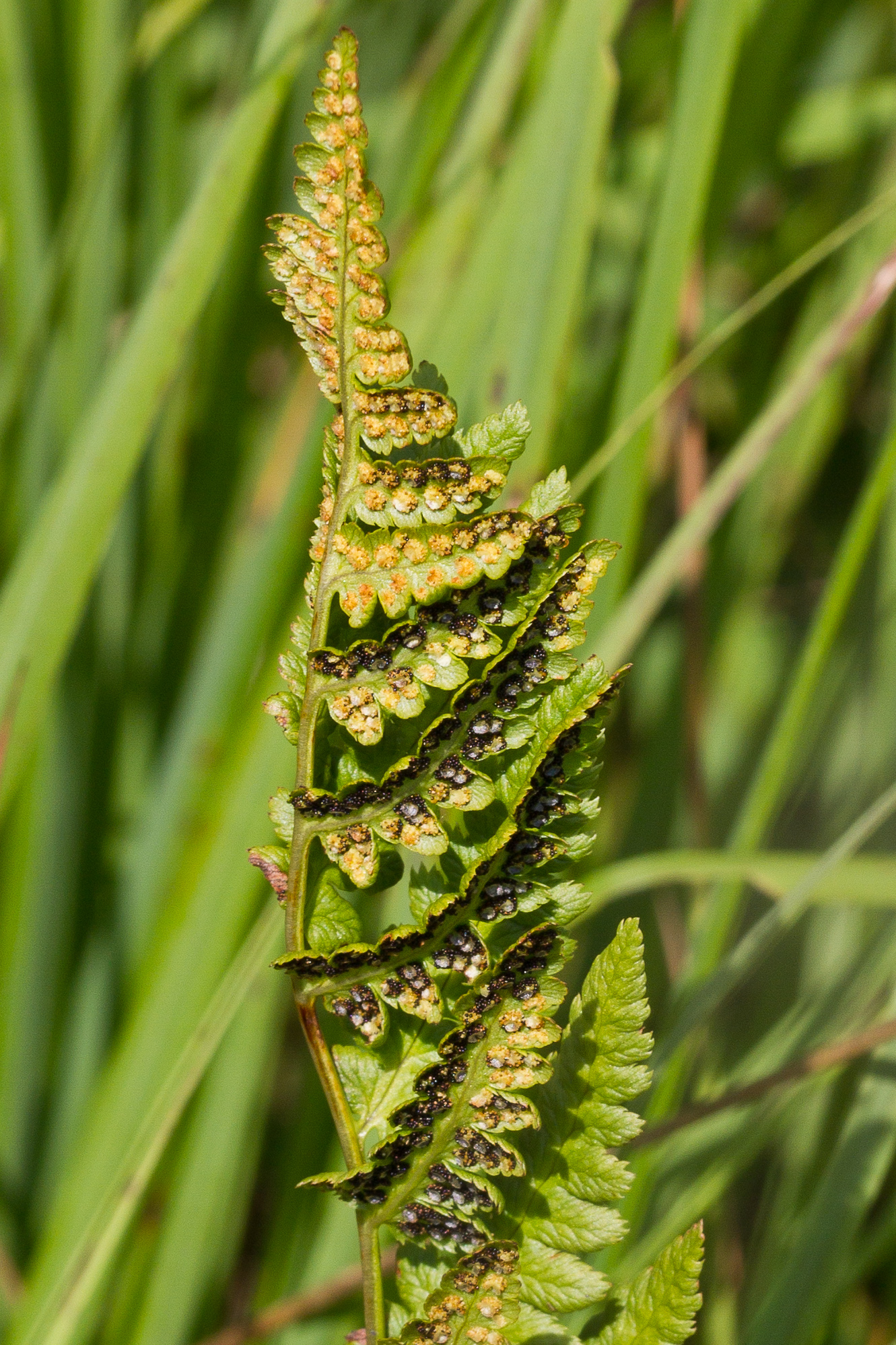 Dryopteridaceae_Dryopteris cristata 2_klein.jpg