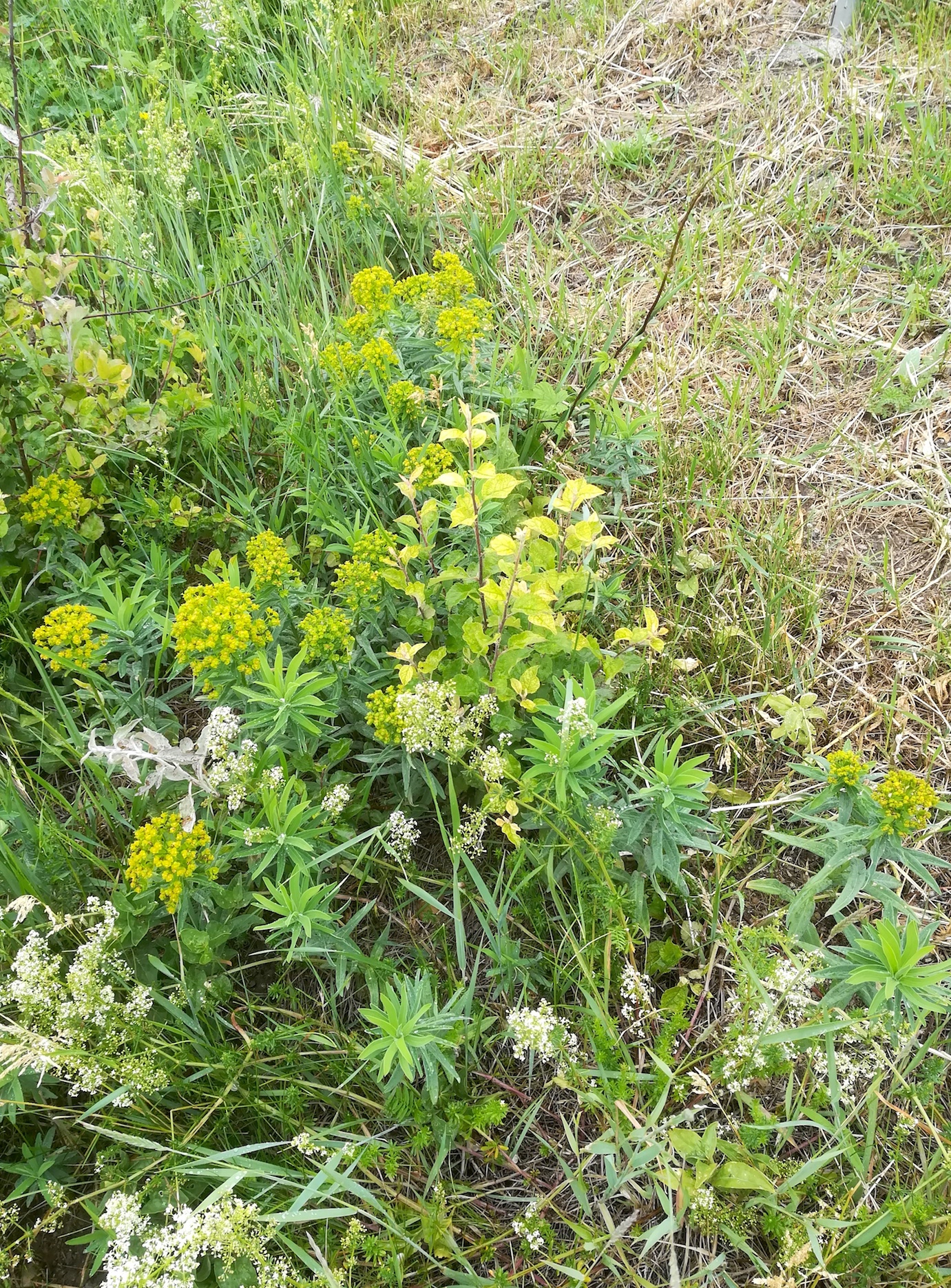 euphorbia salicifolia himberg_20200531_105237.jpg